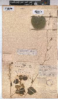 Wissadula rostrata image