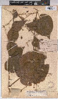 Wissadula rostrata image