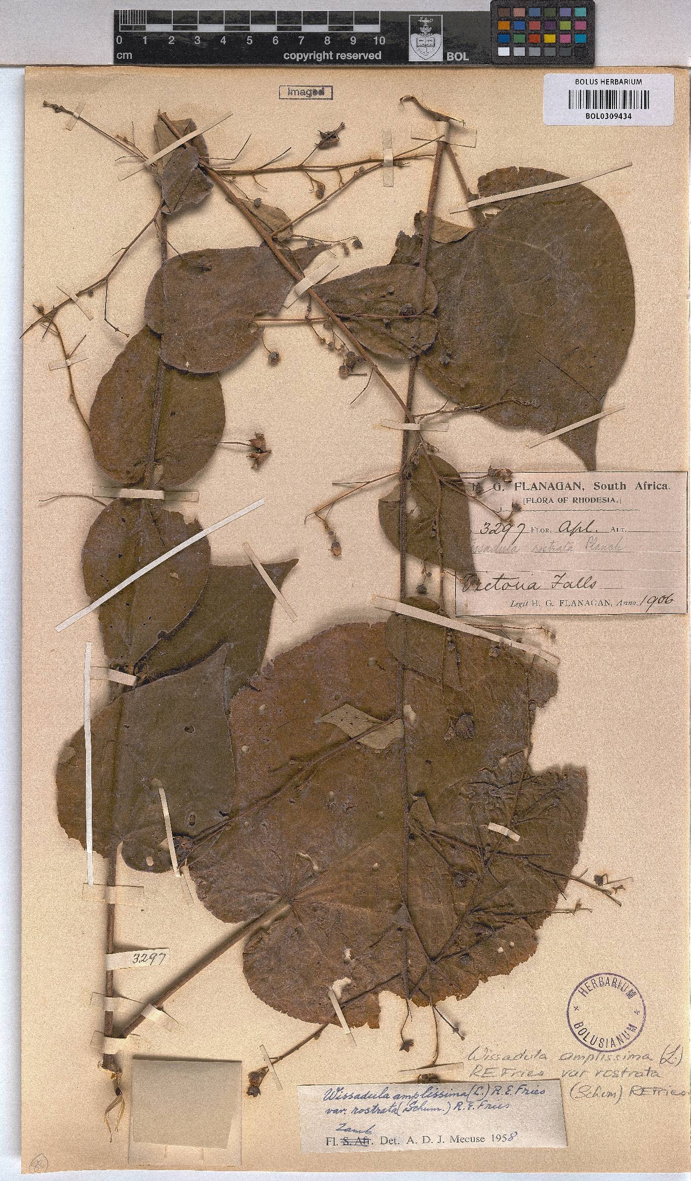 Wissadula rostrata image