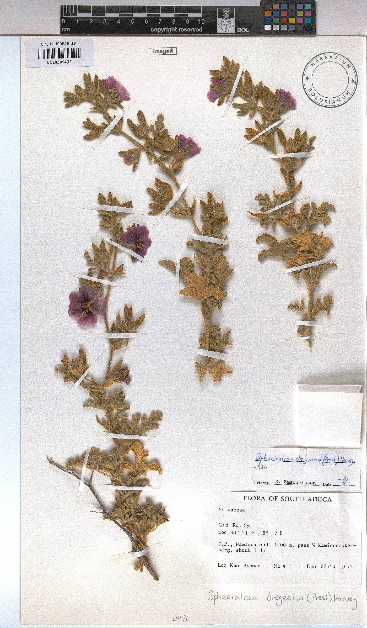 Anisodontea anomala image