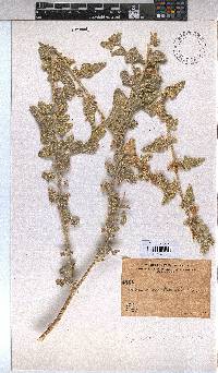 Image of Sphaeralcea orcuttii