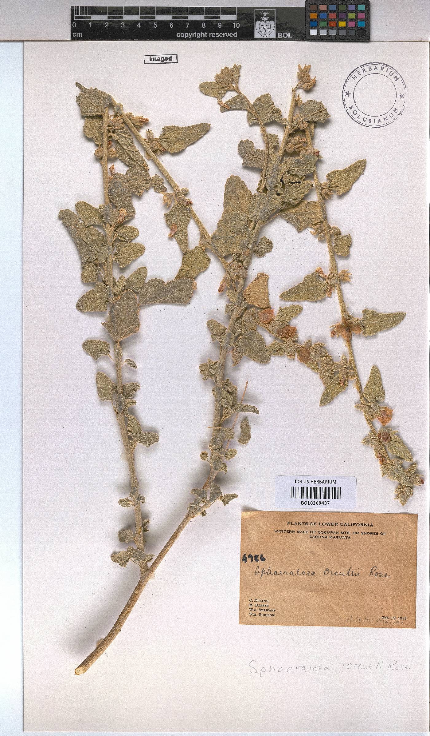 Sphaeralcea orcuttii image