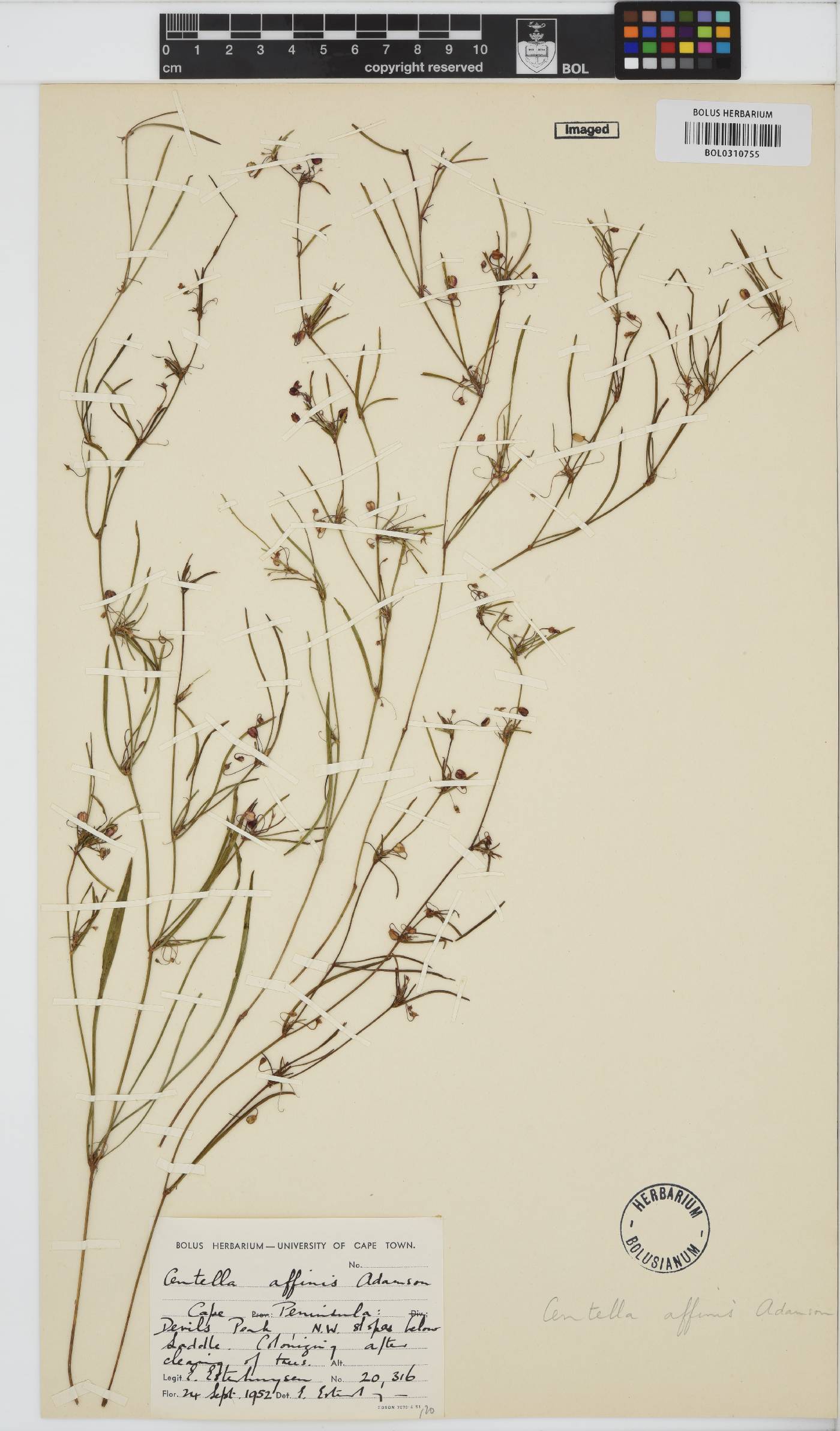 Centella affinis image
