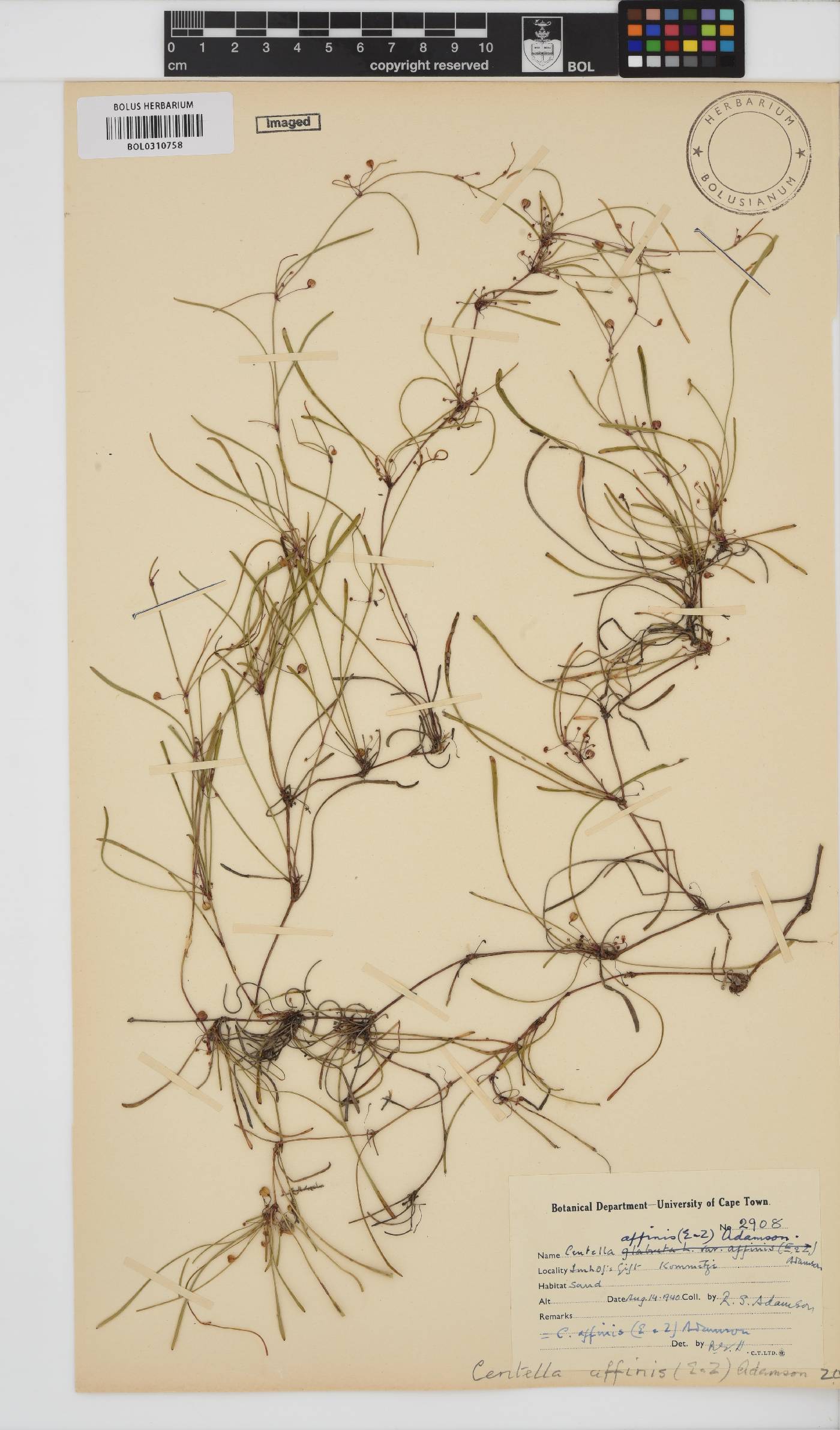 Centella affinis image