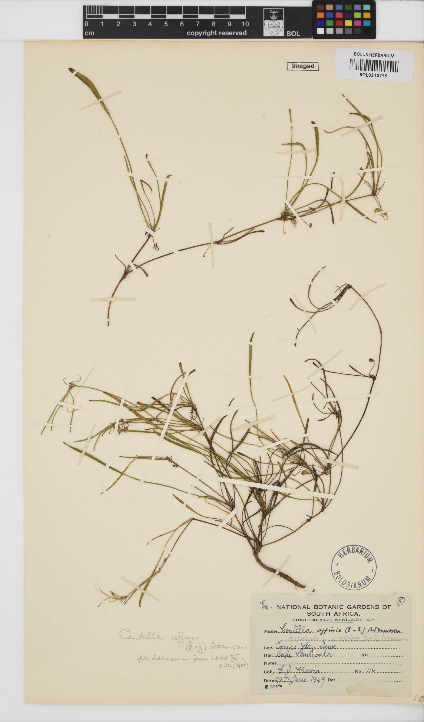 Centella affinis image