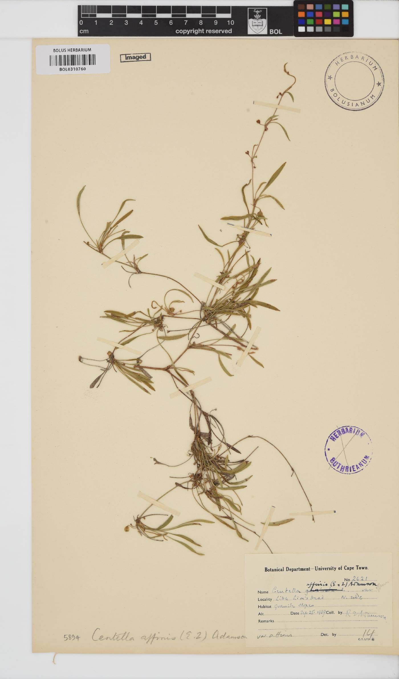 Centella affinis image