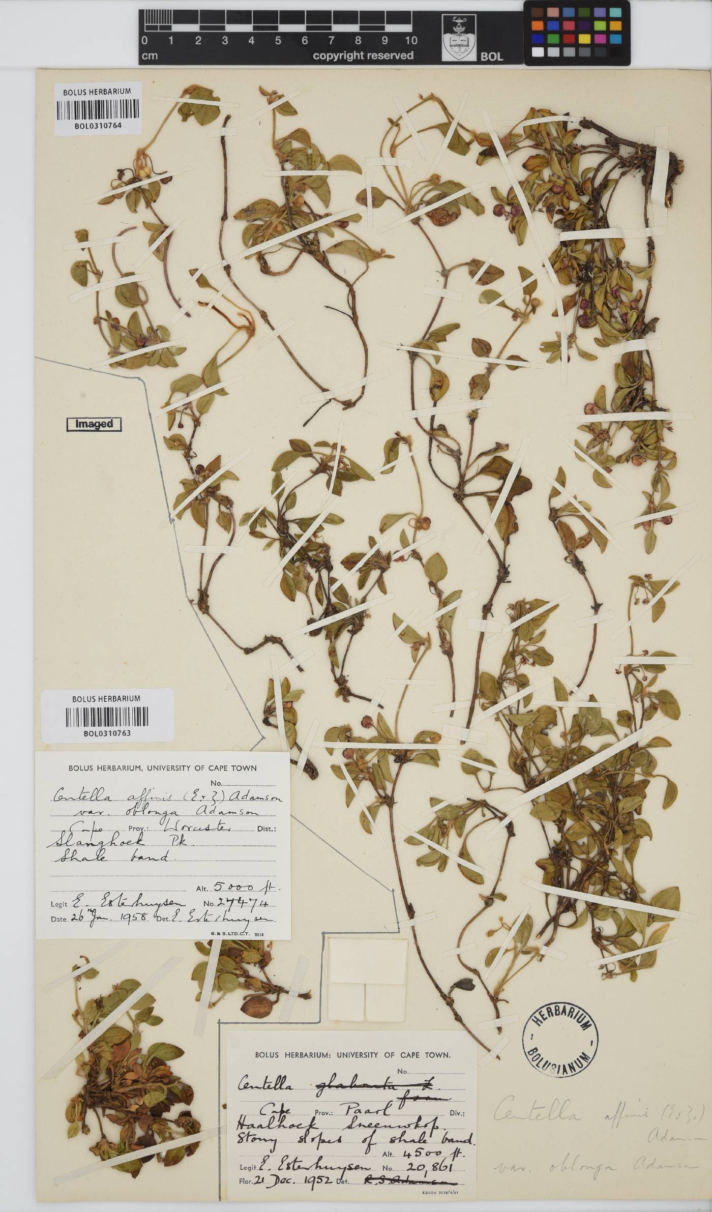 Centella affinis image