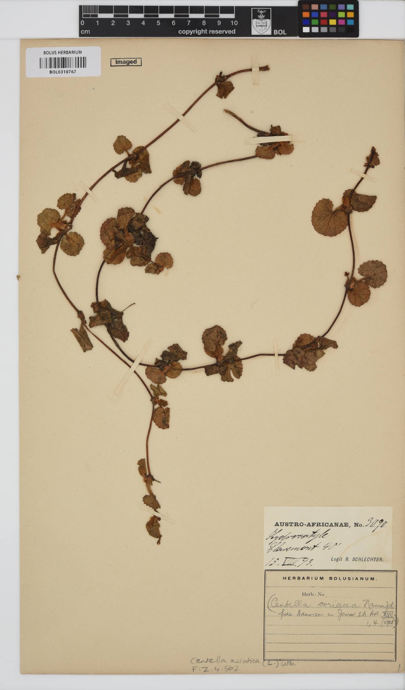 Centella asiatica image