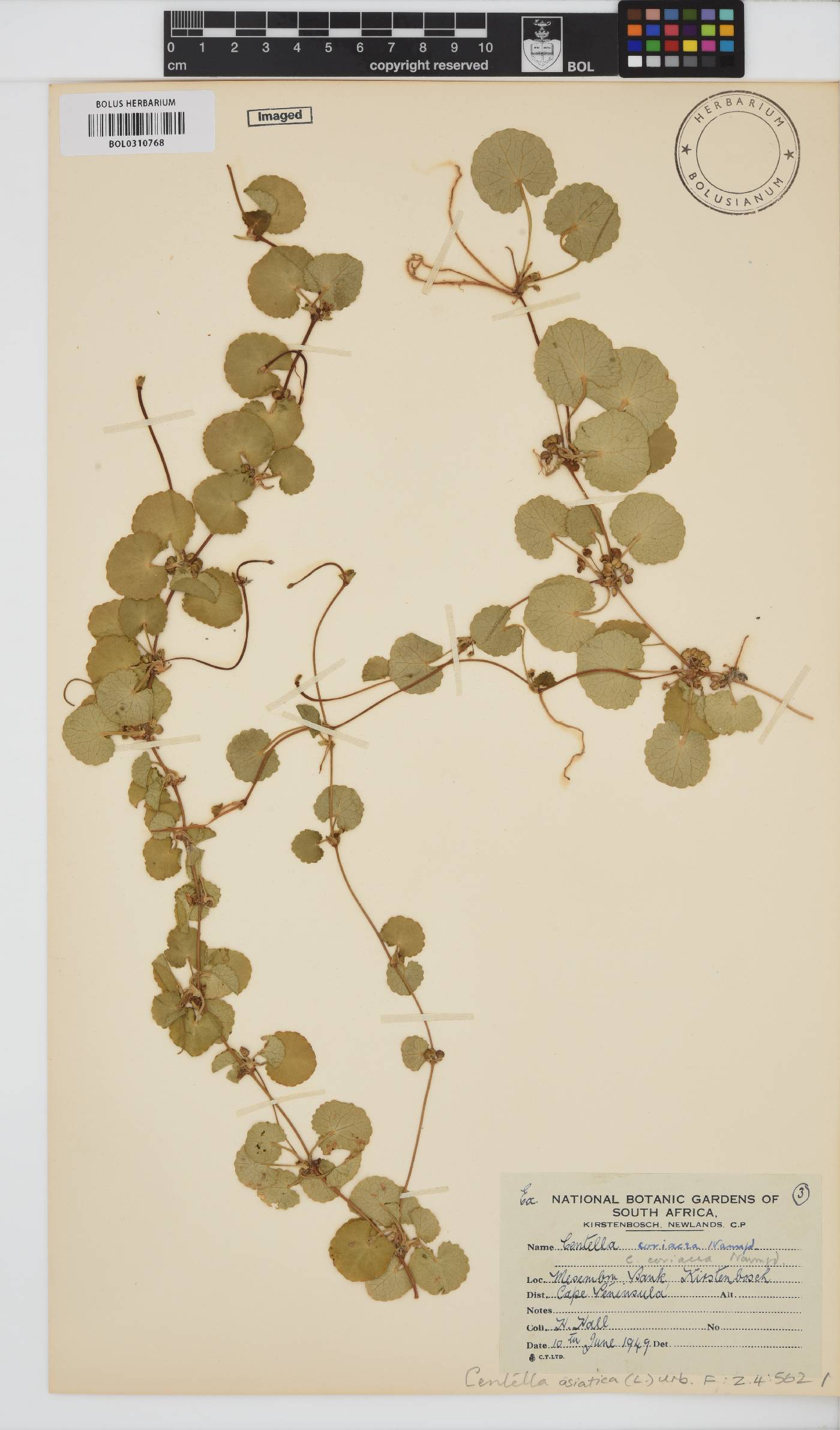Centella asiatica image