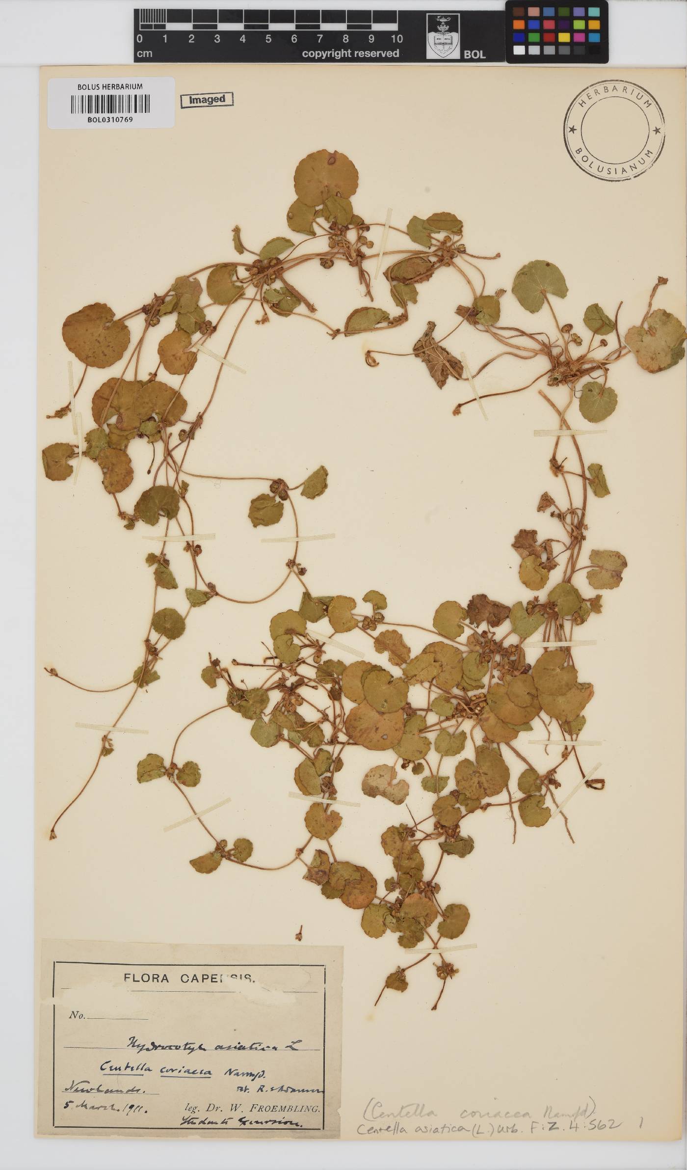 Centella asiatica image