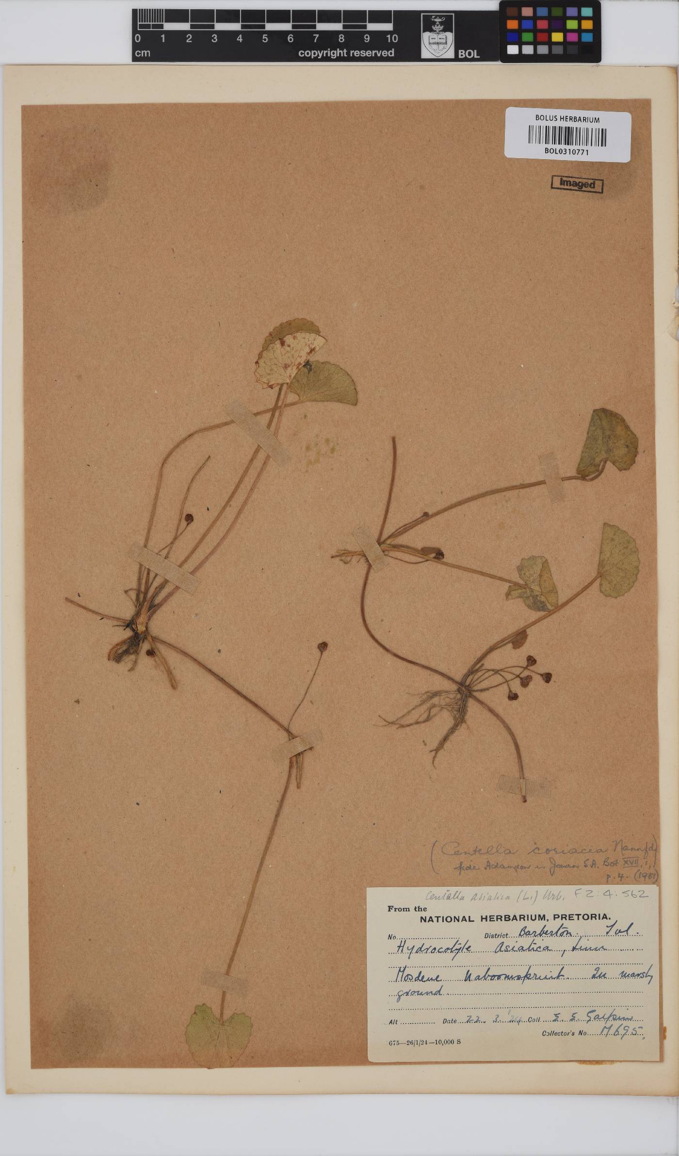 Centella asiatica image