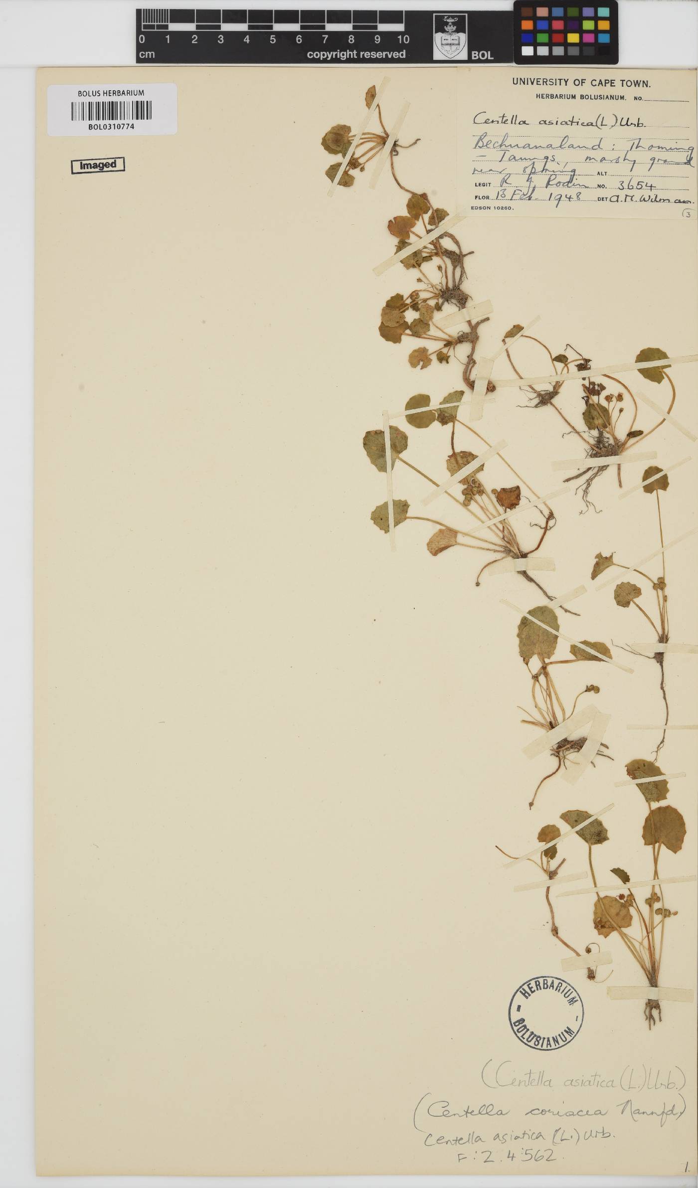 Centella image