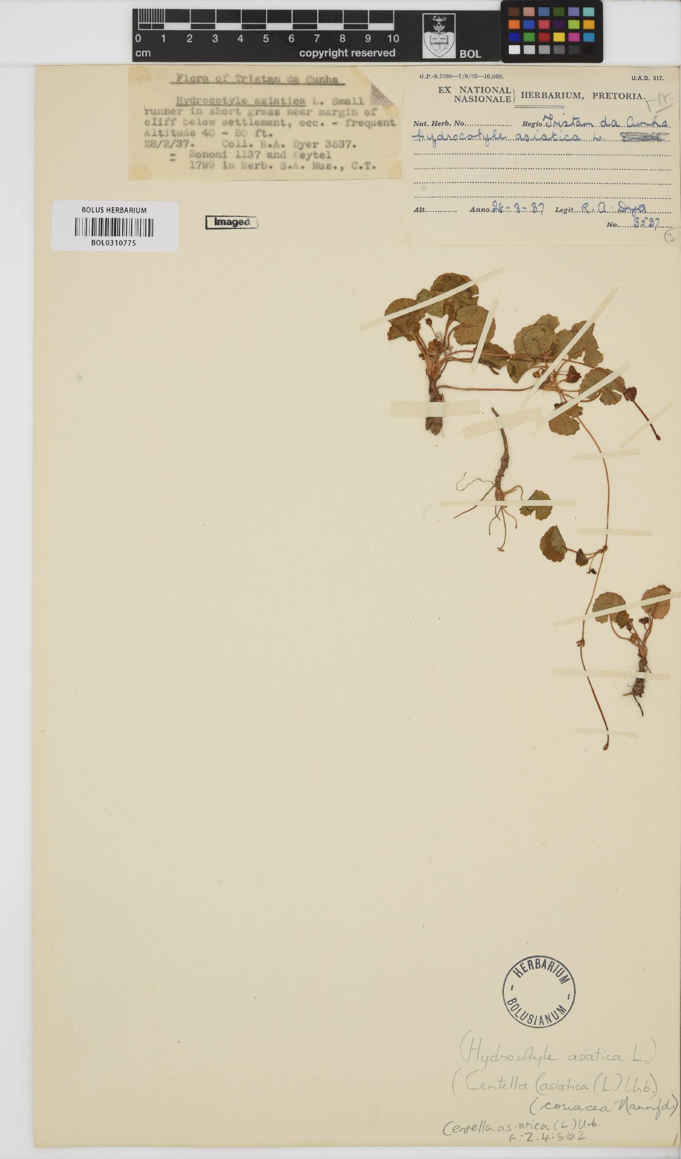 Centella asiatica image