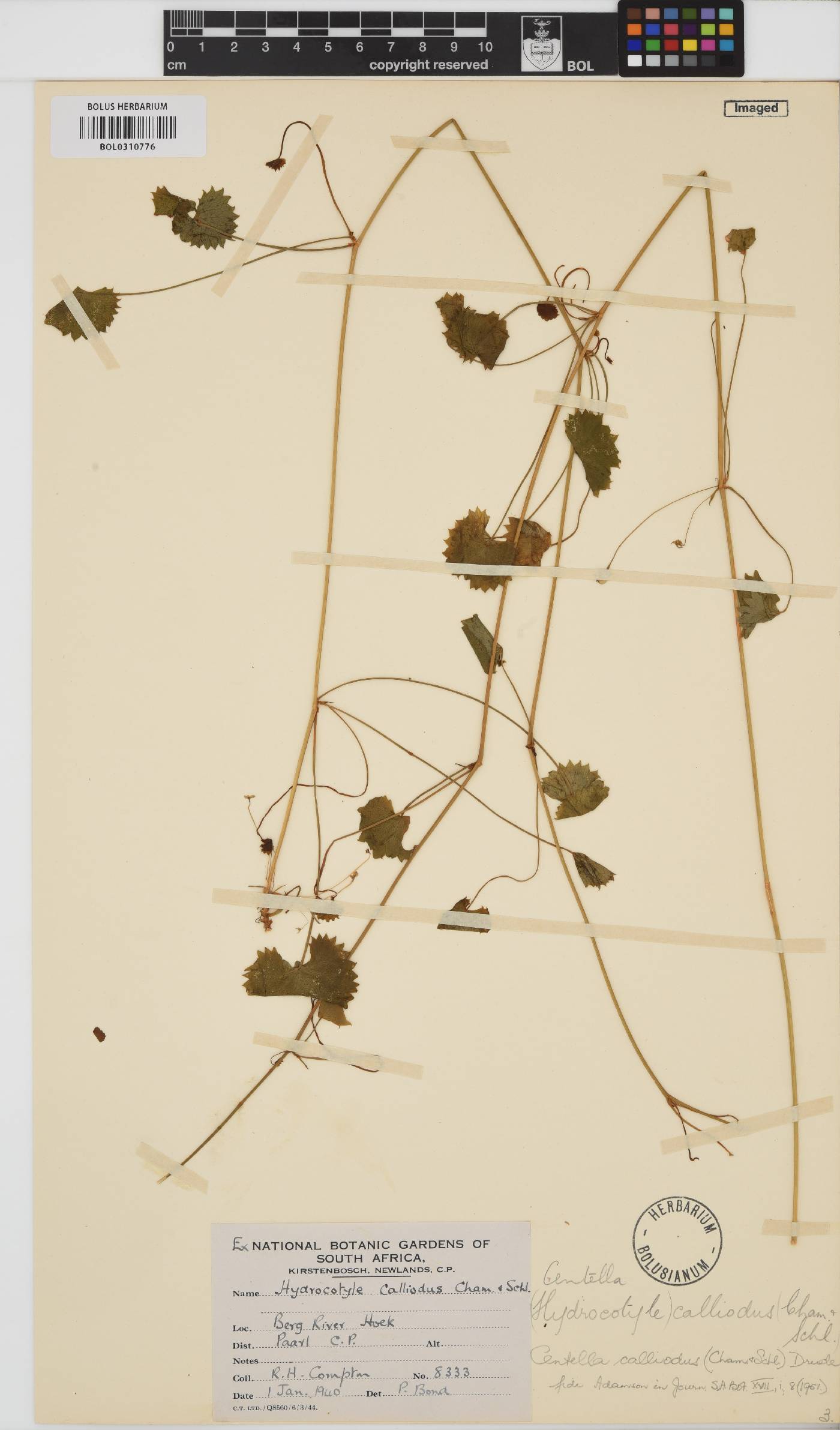 Centella callioda image