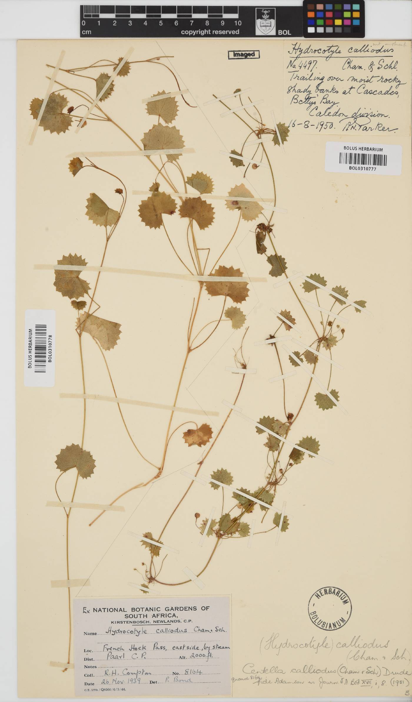 Centella callioda image