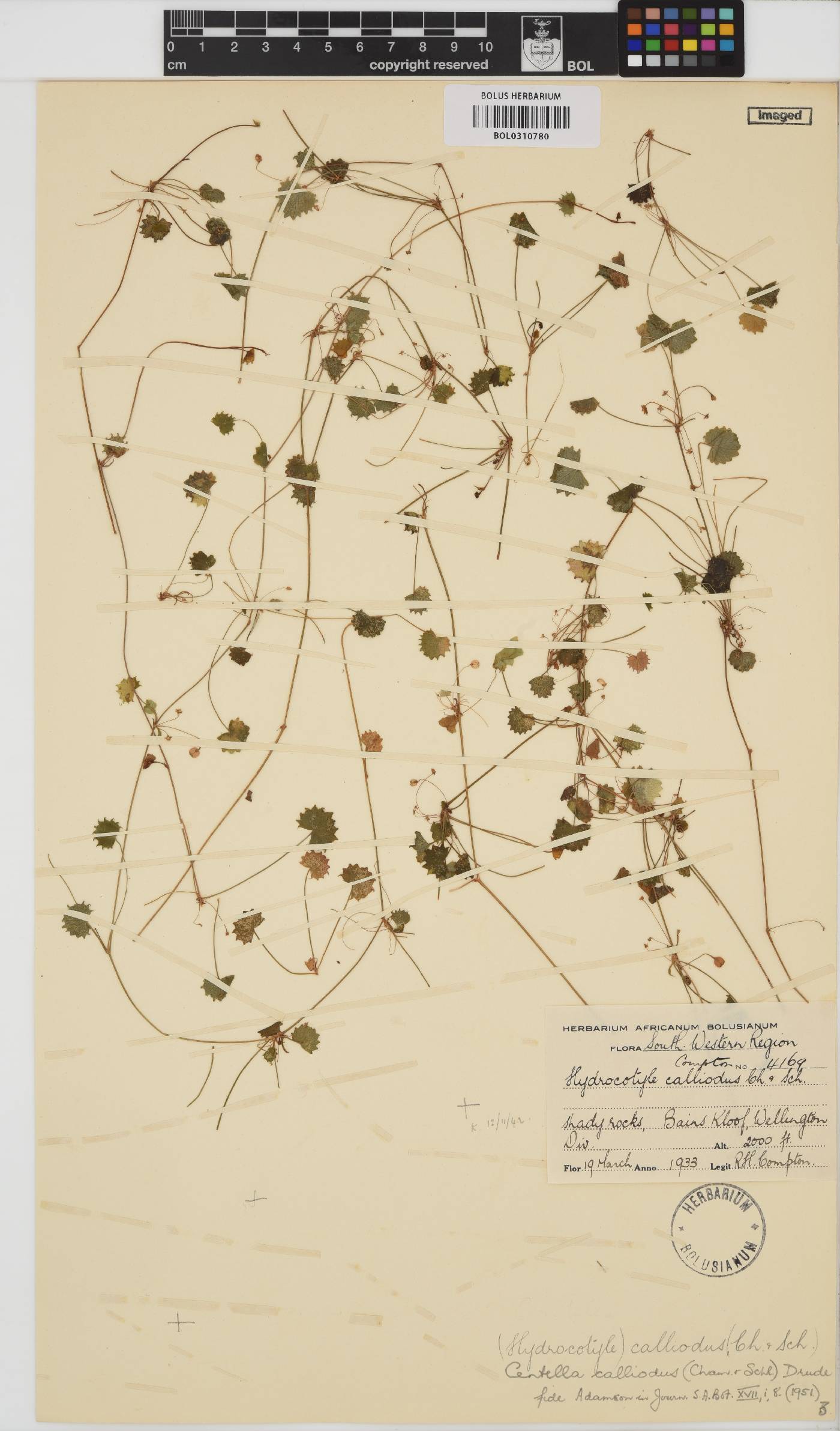 Centella callioda image
