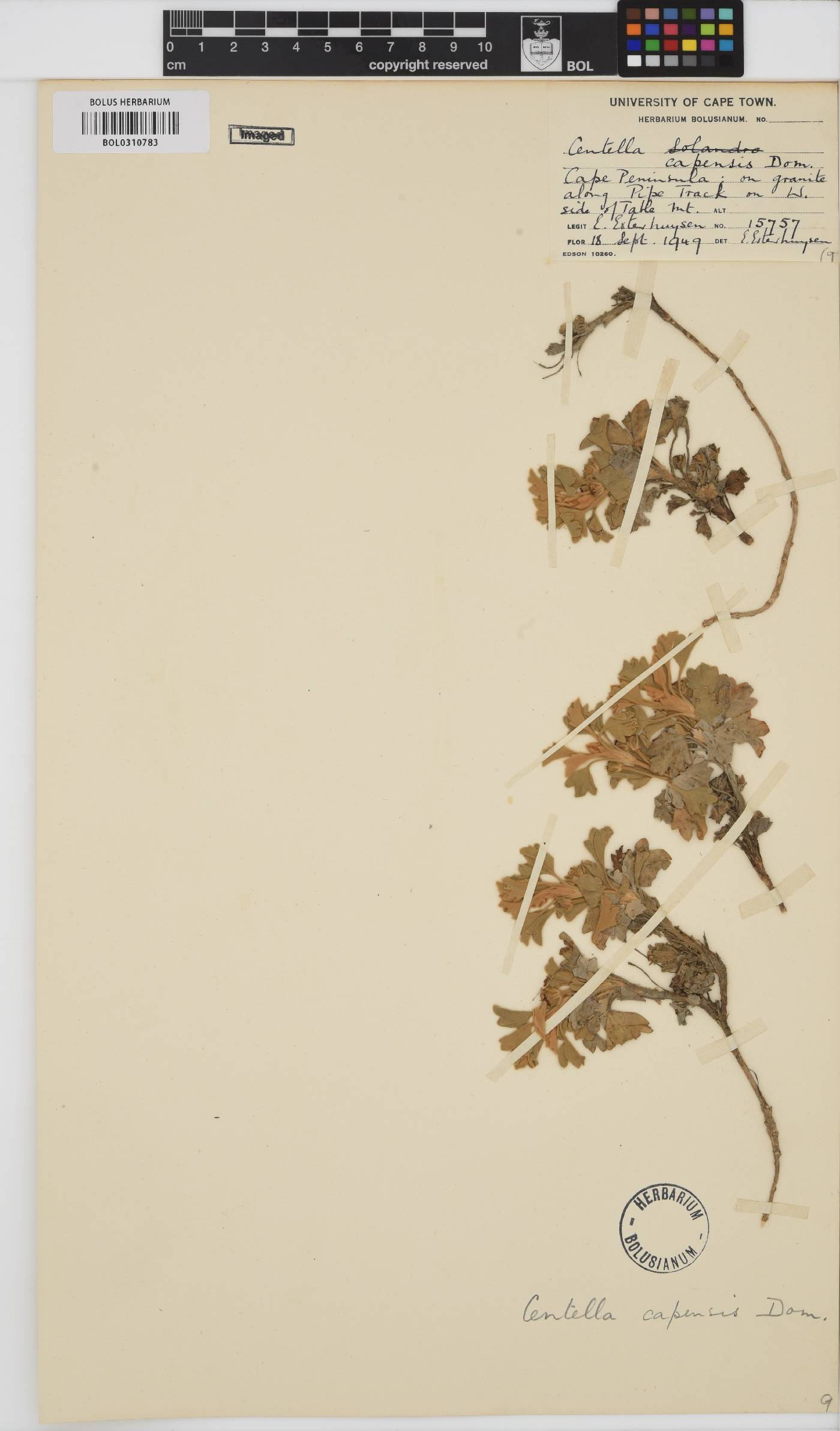 Centella capensis image