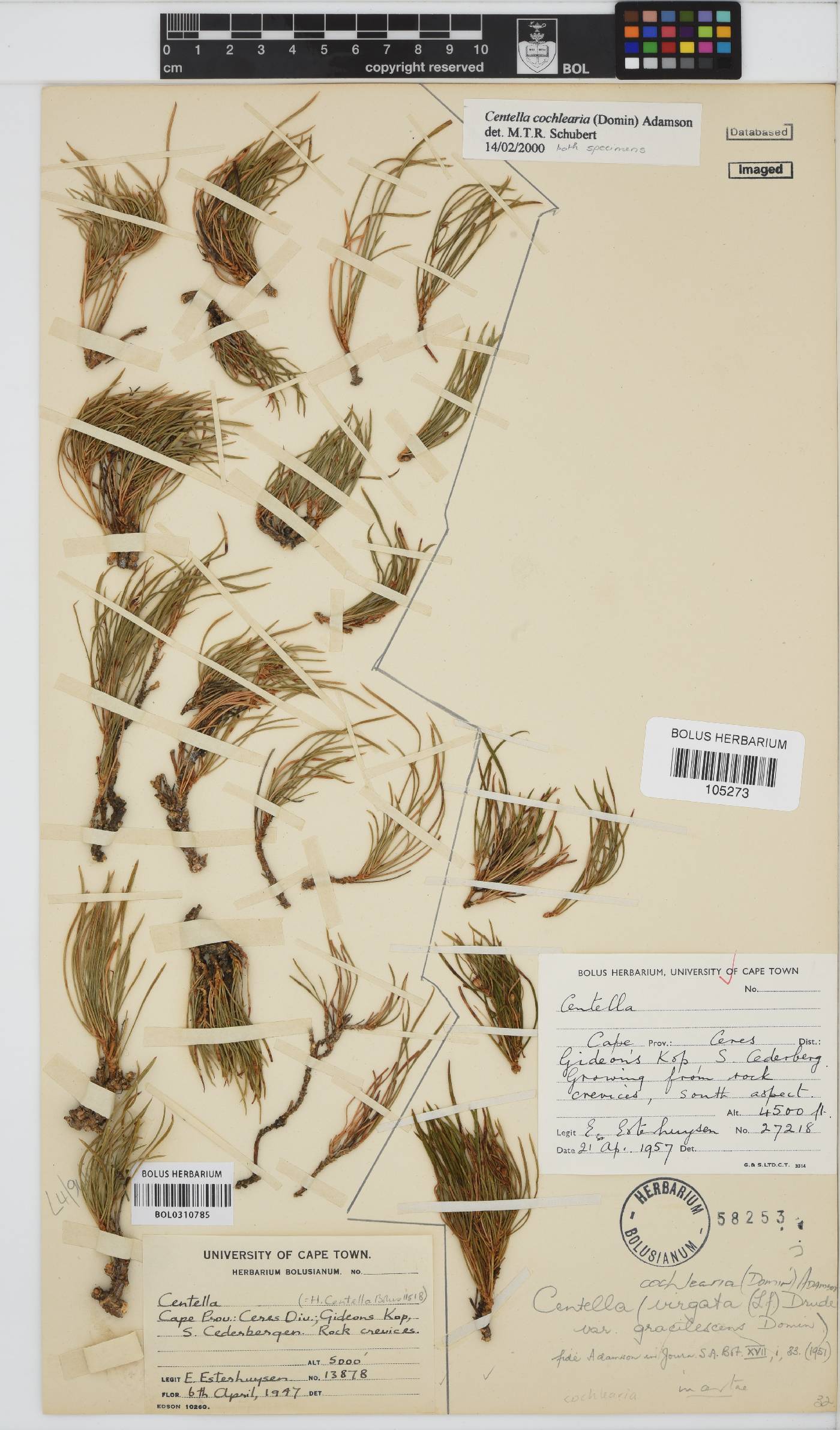 Centella cochlearia image