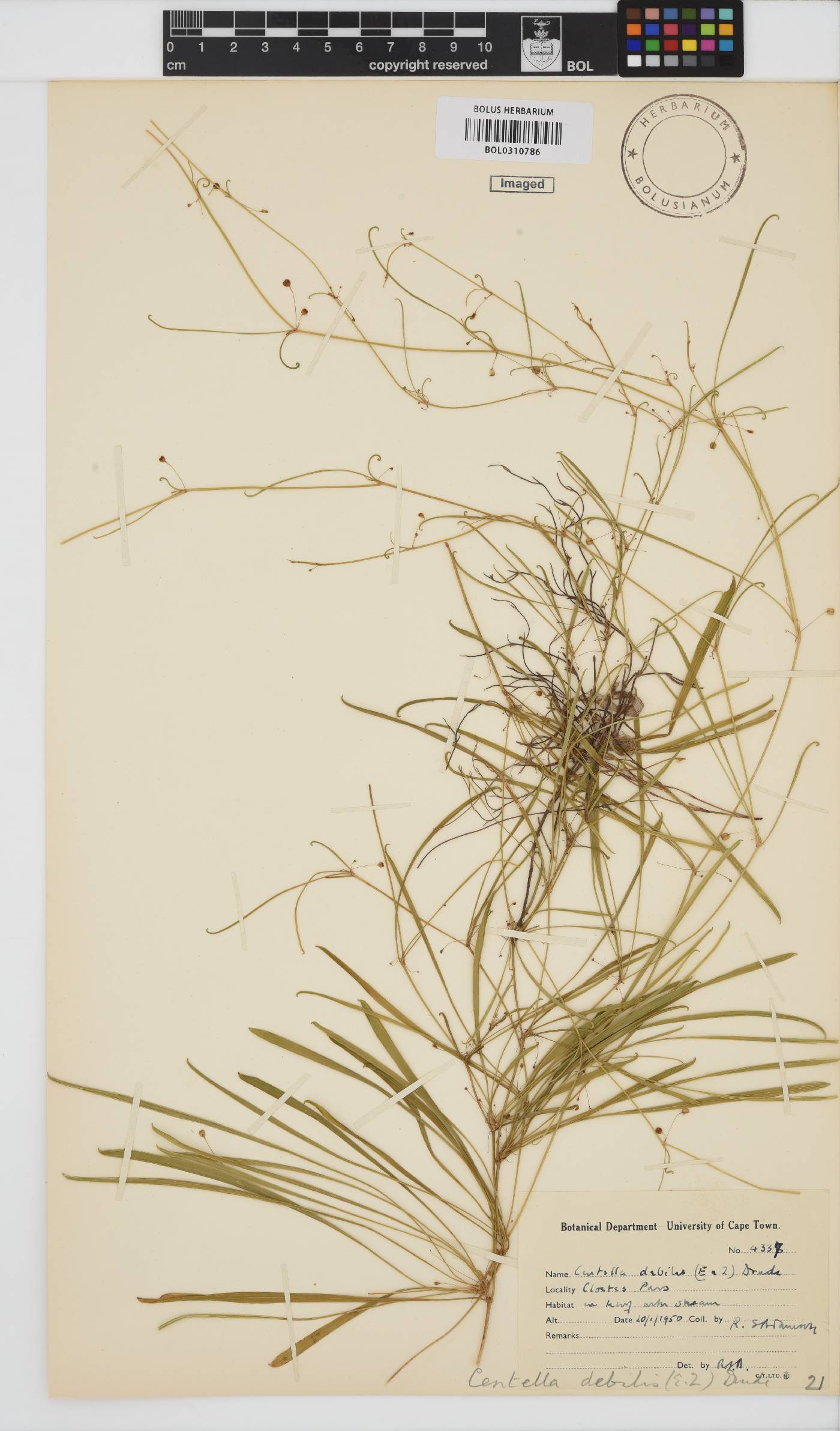 Centella debilis image