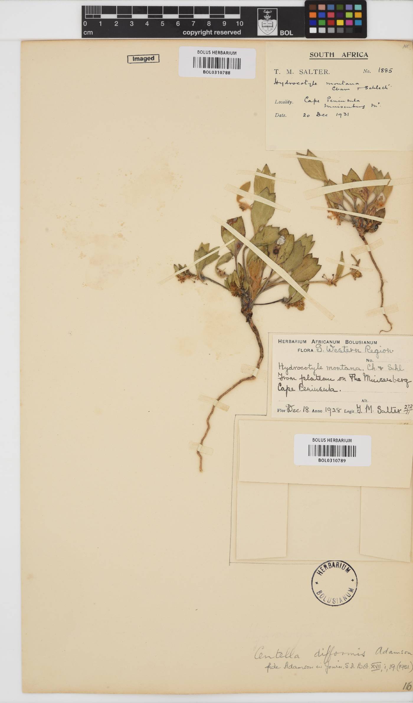 Centella difformis image