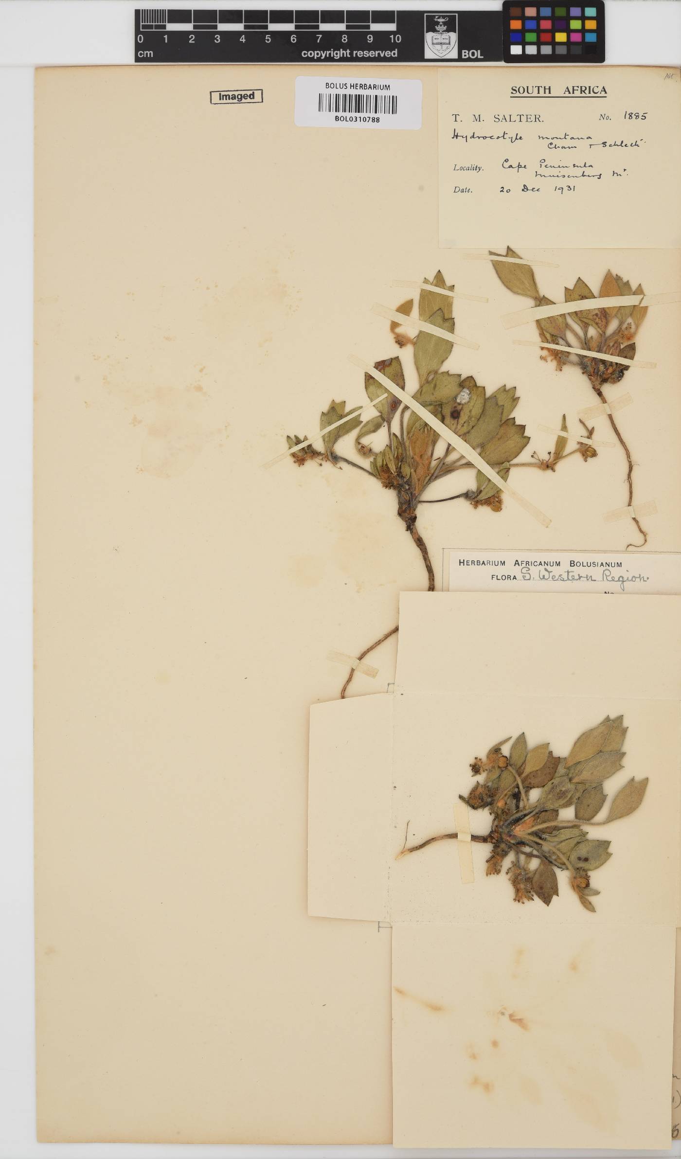 Centella difformis image