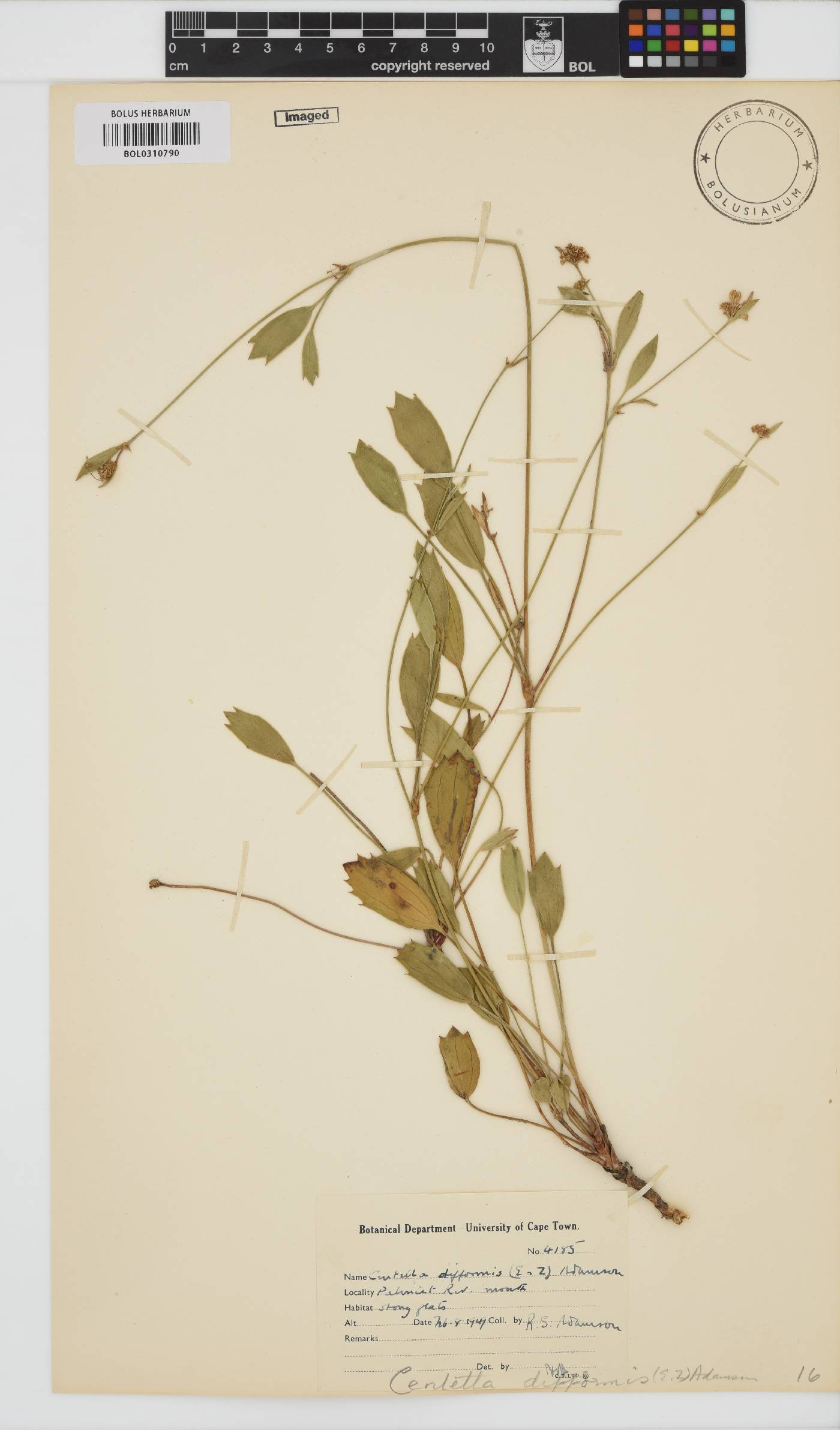 Centella difformis image
