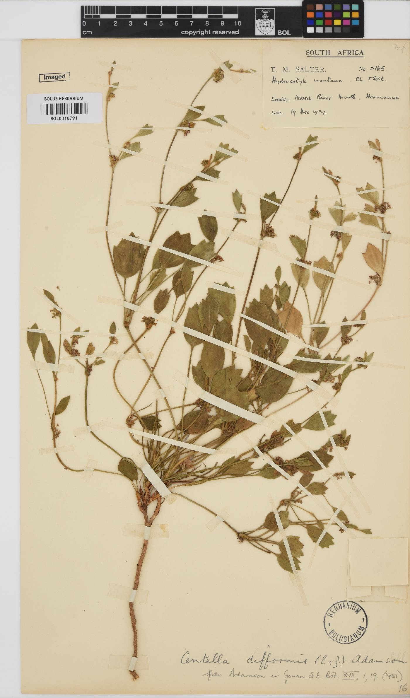 Centella difformis image