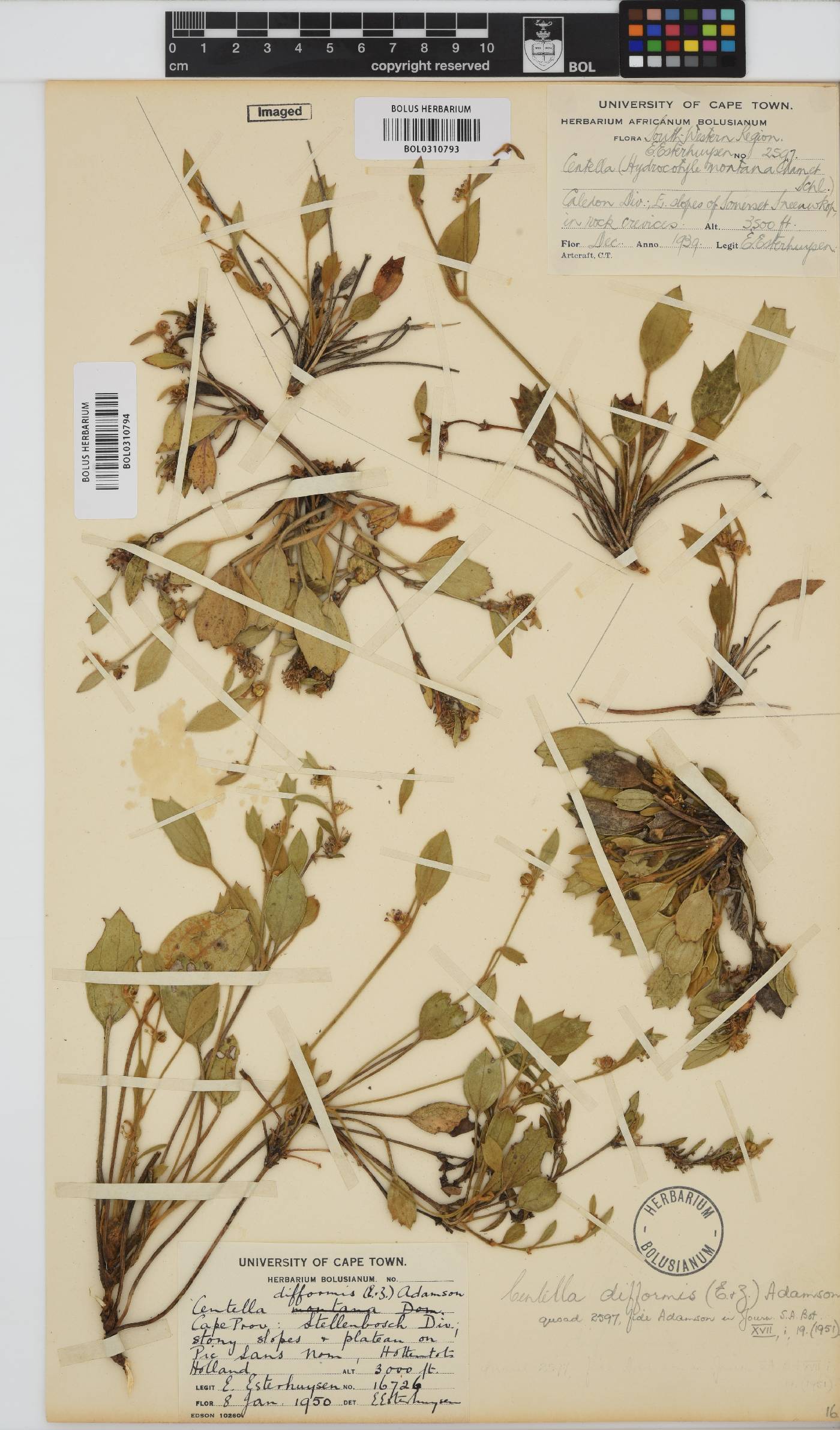 Centella difformis image