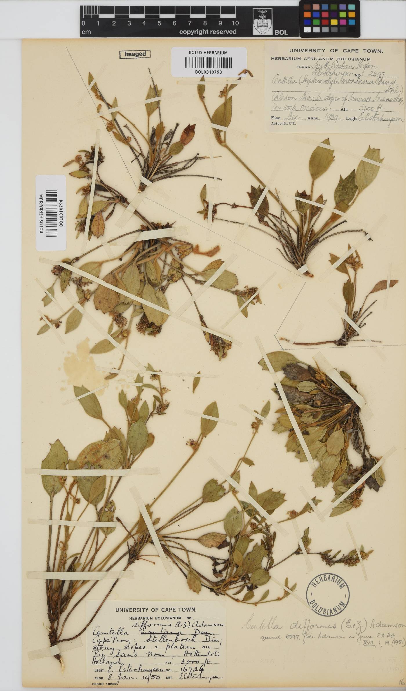 Centella difformis image