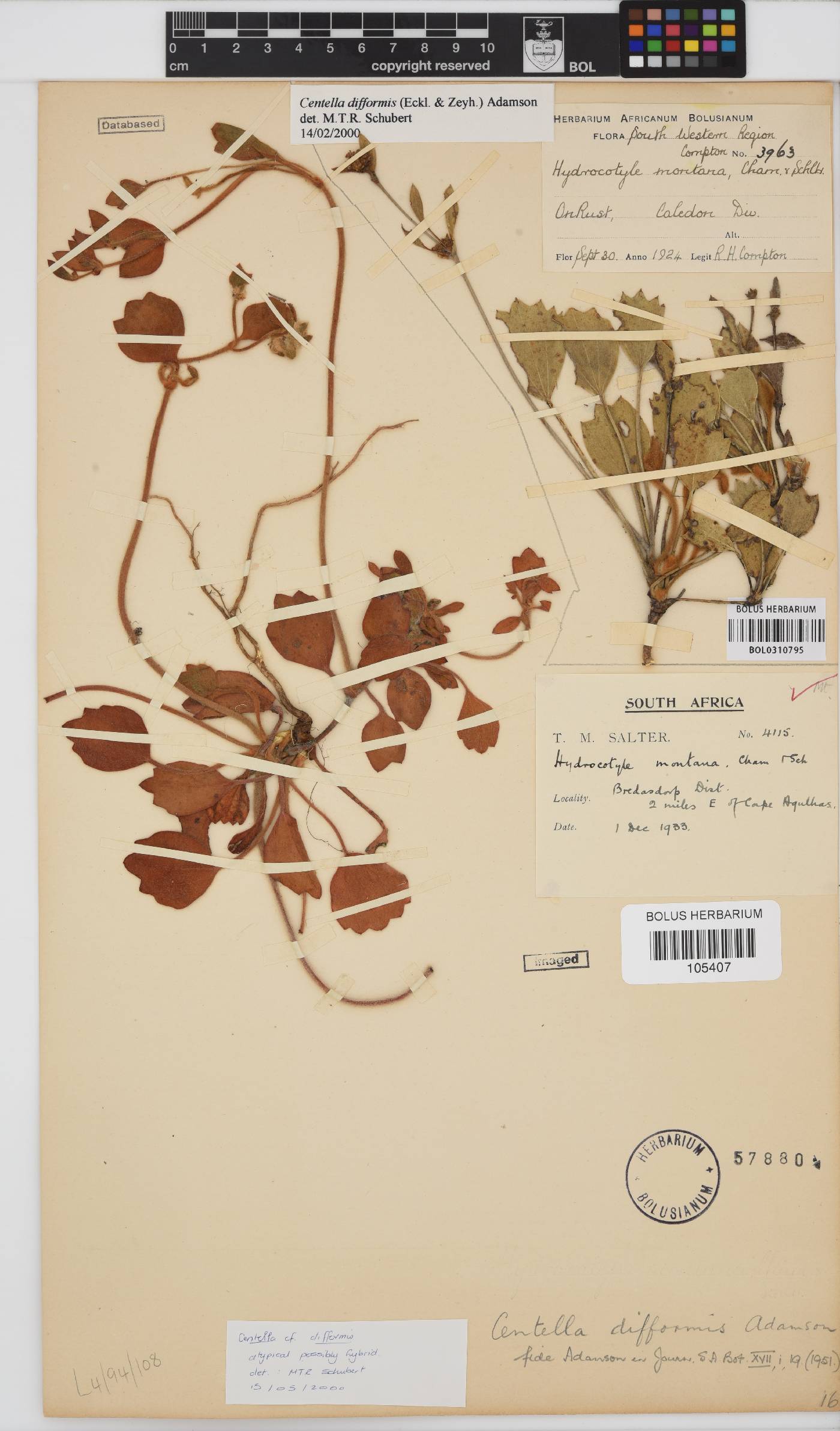 Centella difformis image