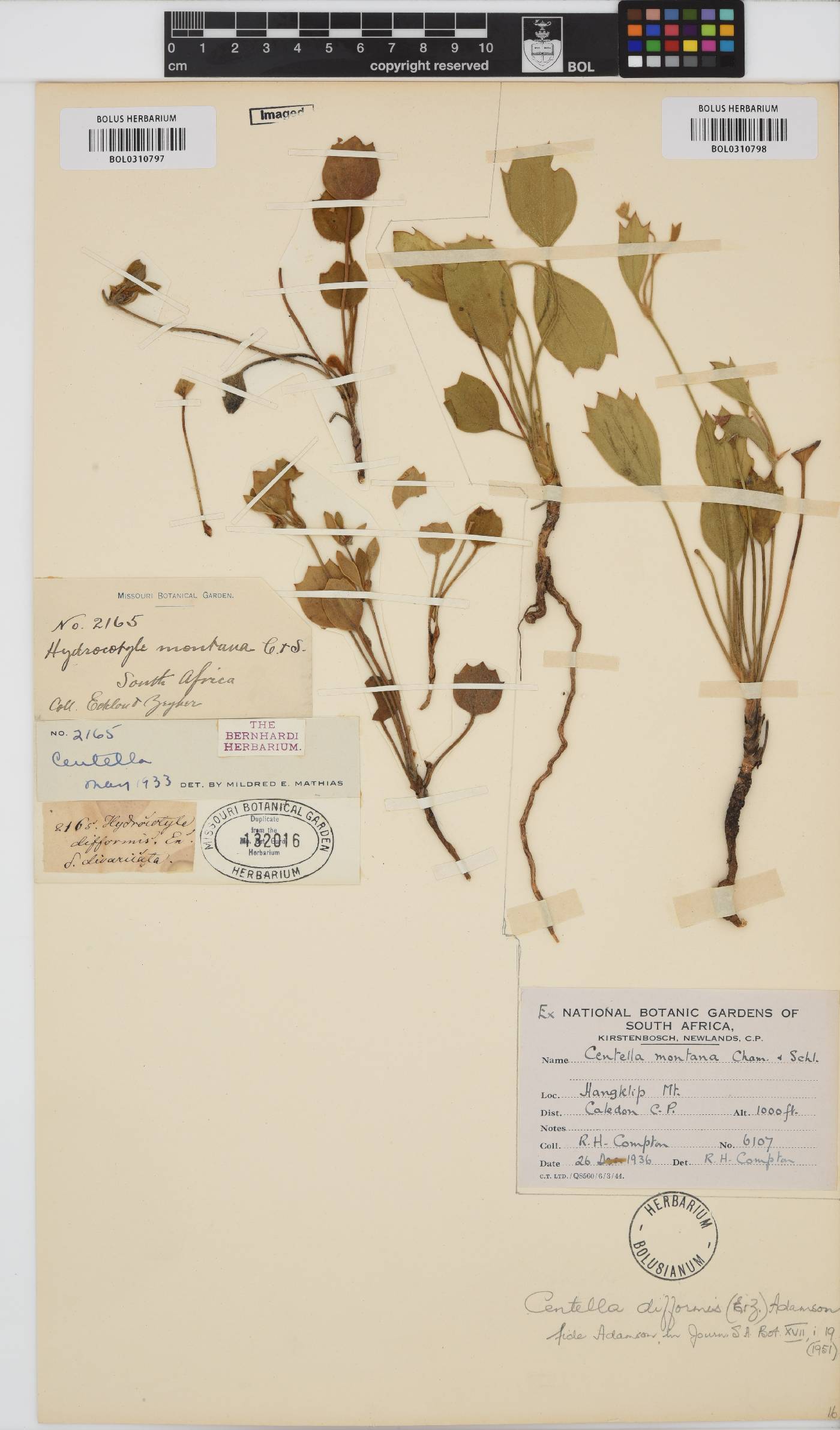 Centella difformis image