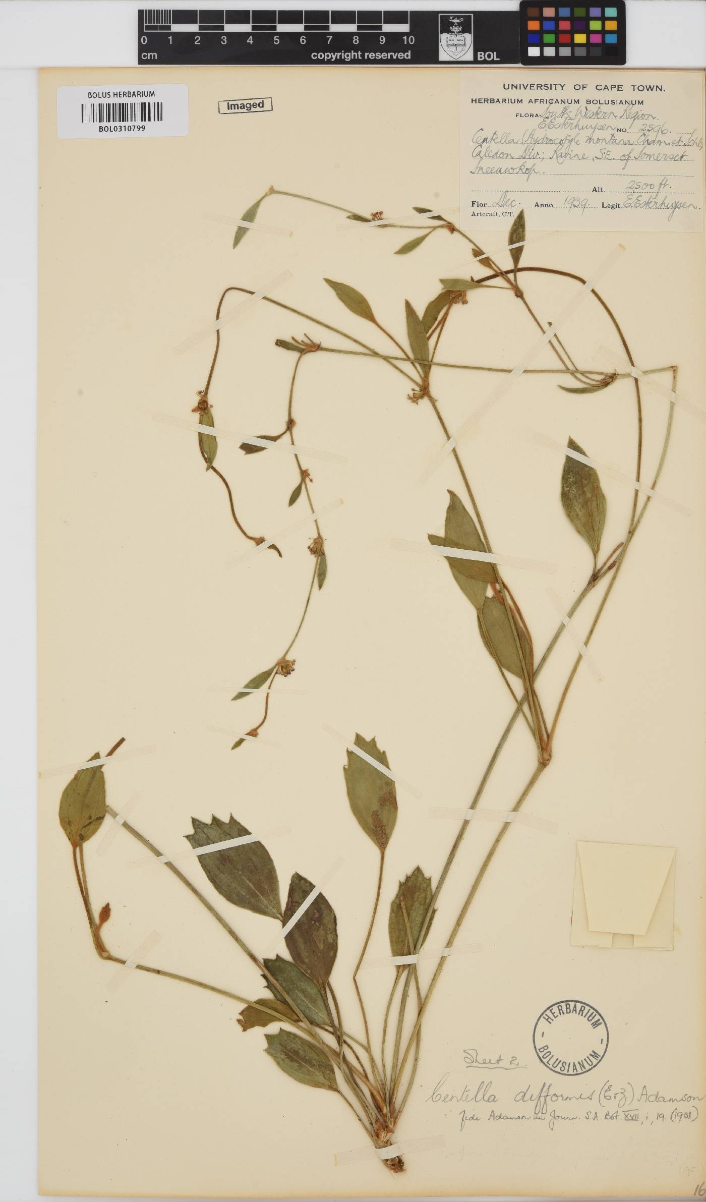 Centella difformis image