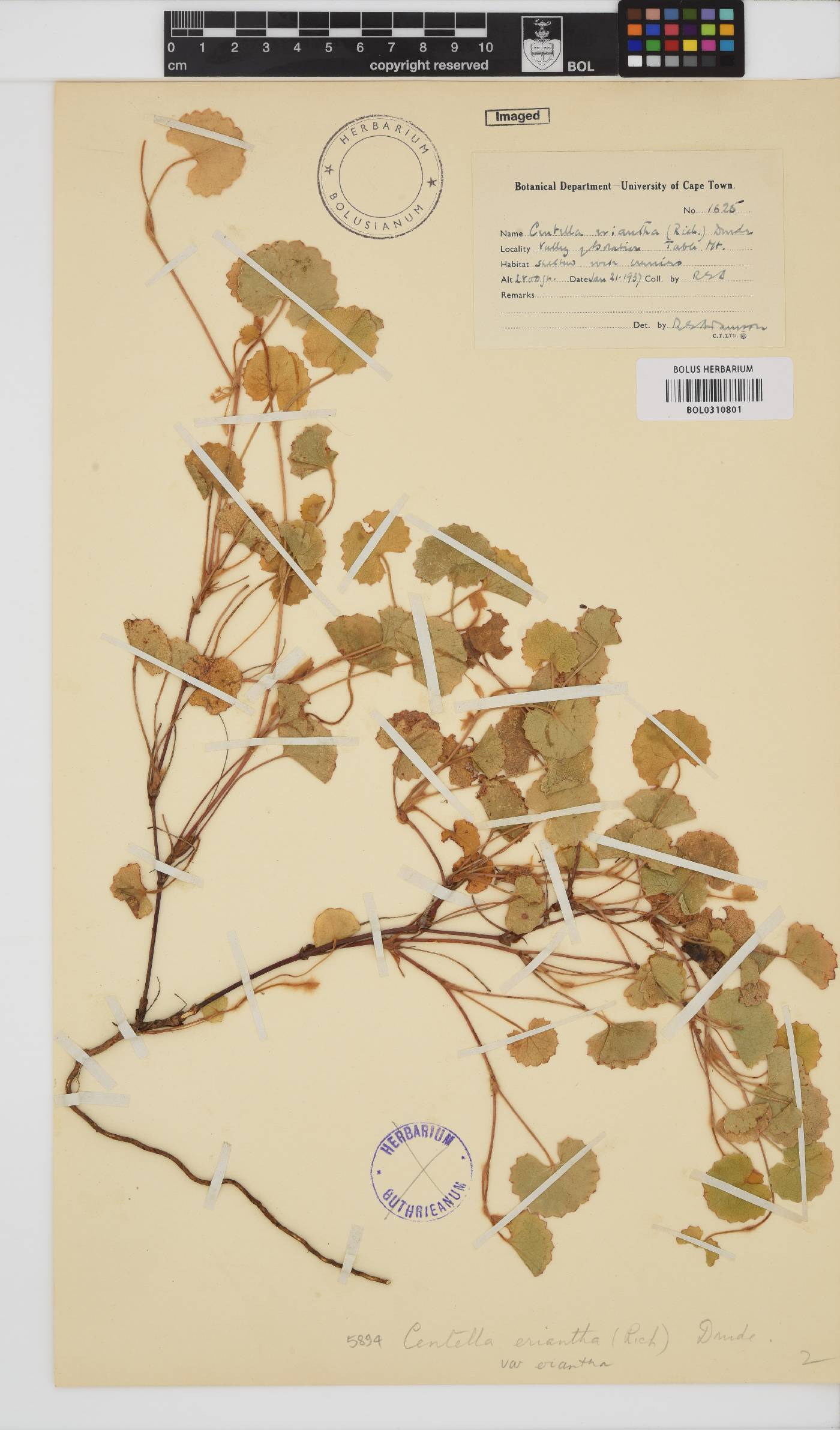 Centella eriantha image