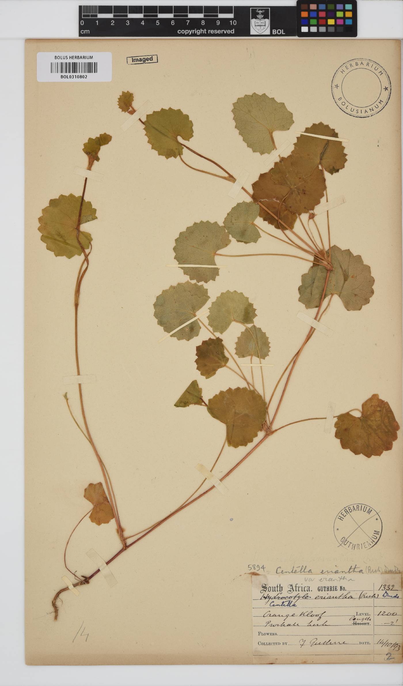 Centella eriantha image