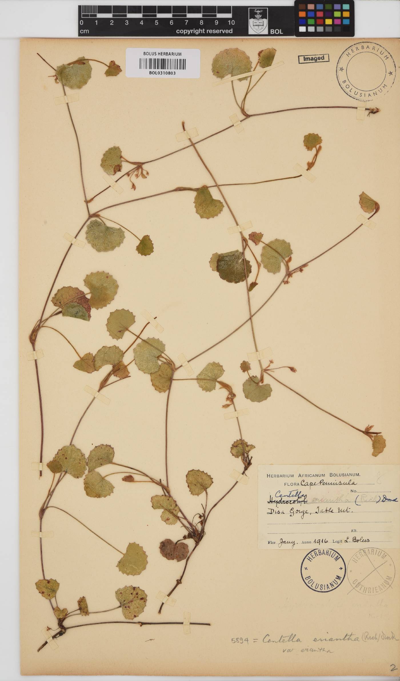 Centella eriantha image