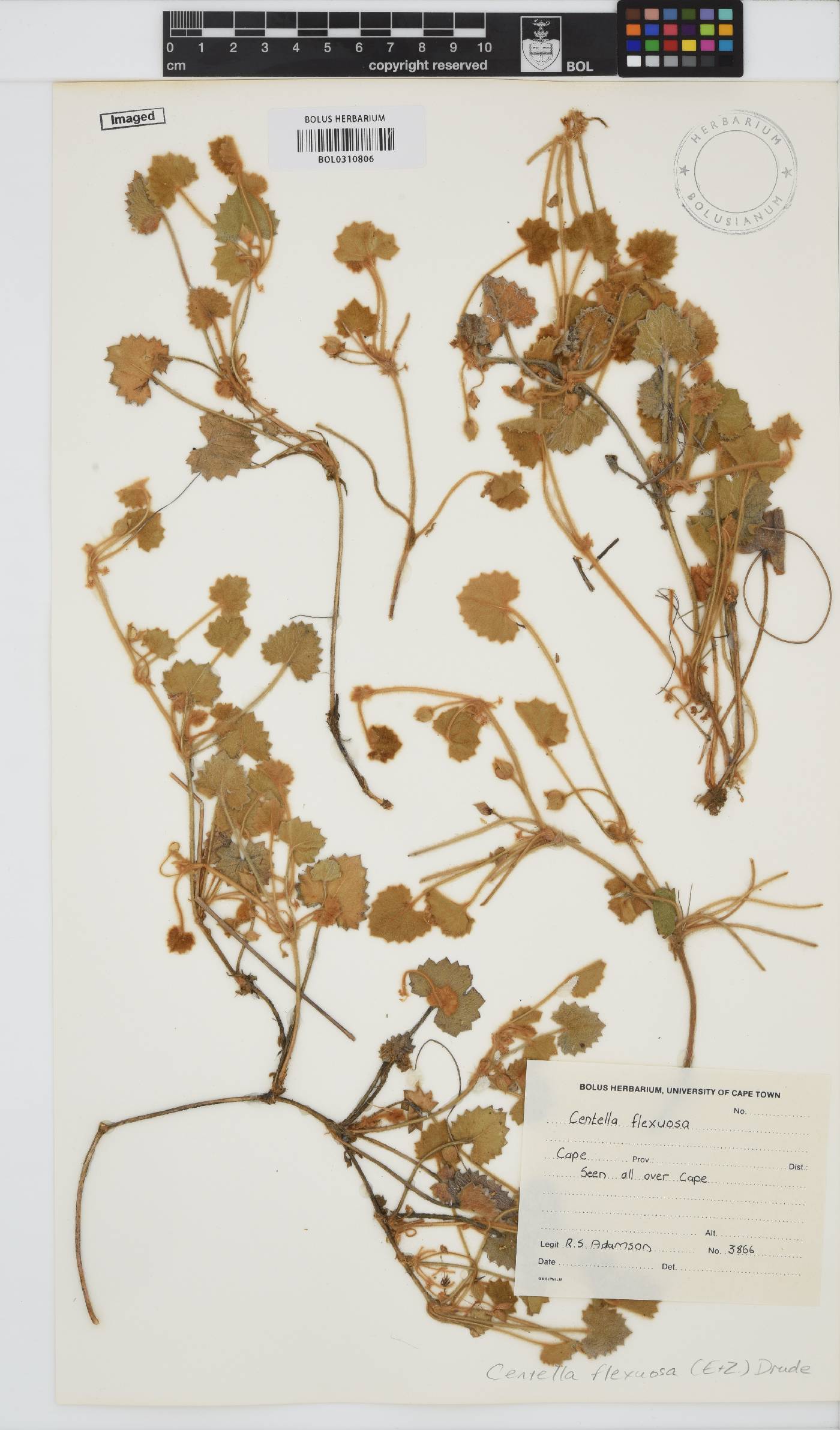 Centella flexuosa image