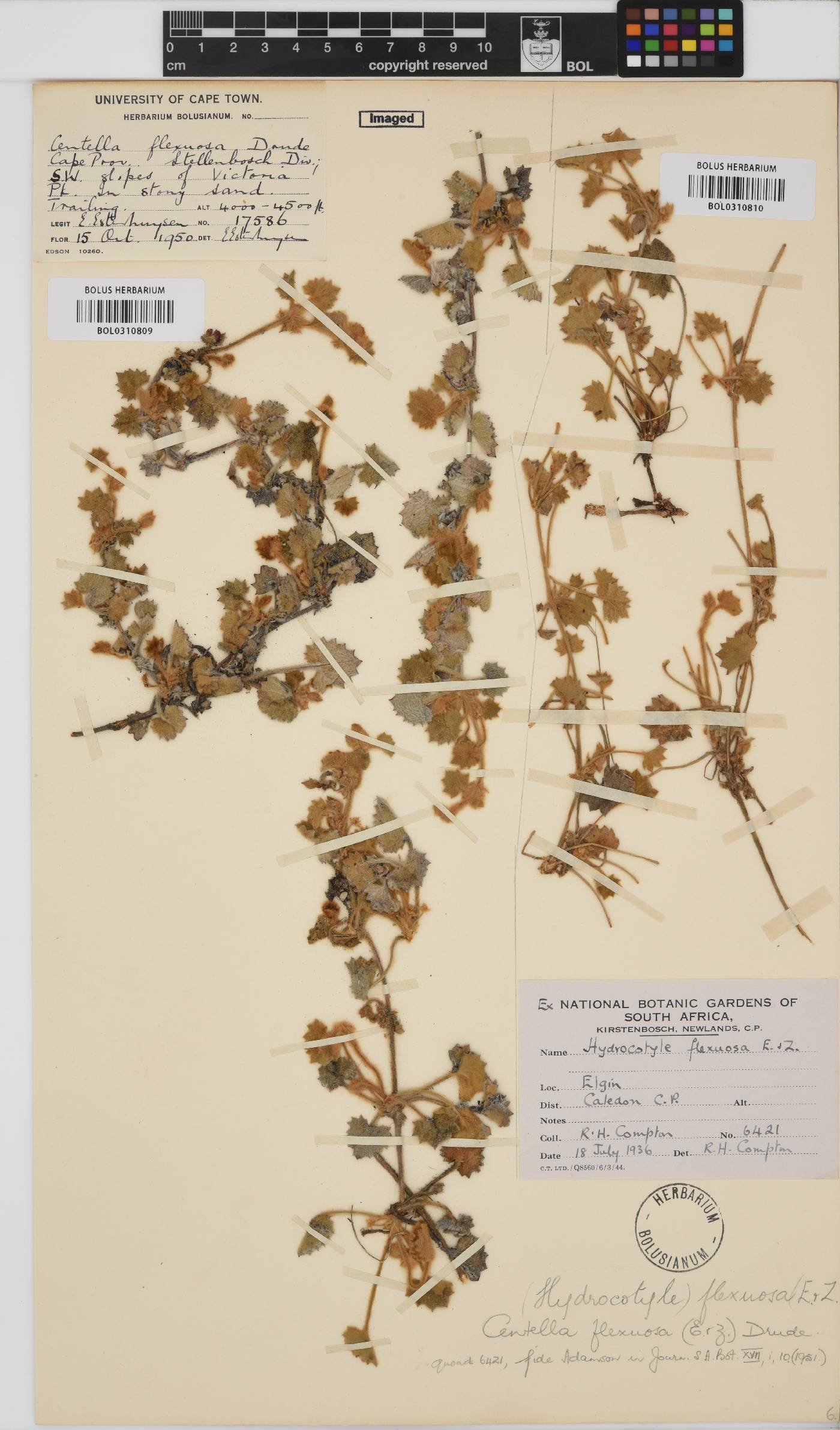 Centella flexuosa image