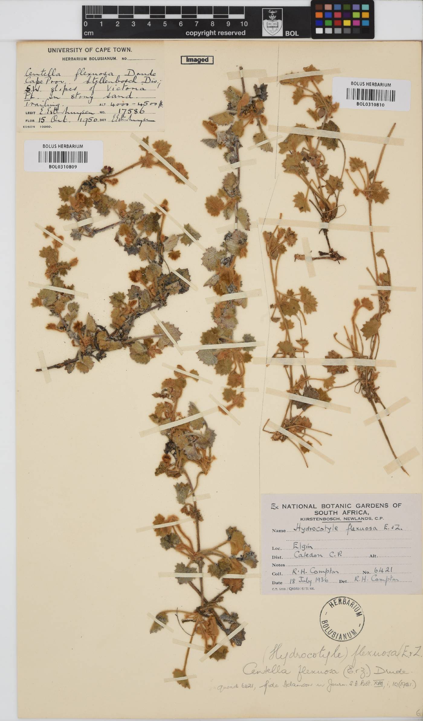 Centella flexuosa image