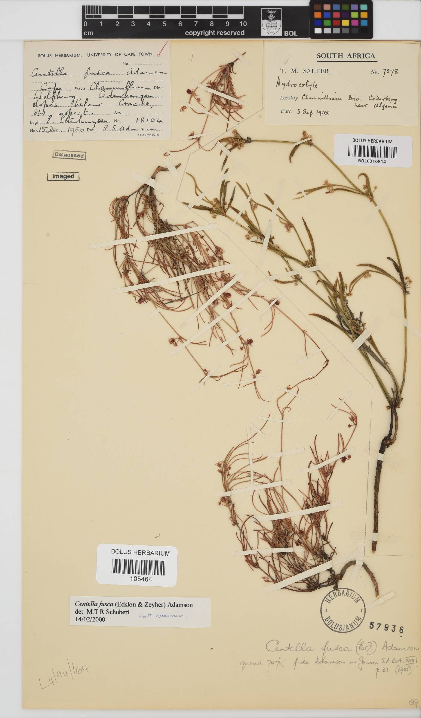 Centella fusca image