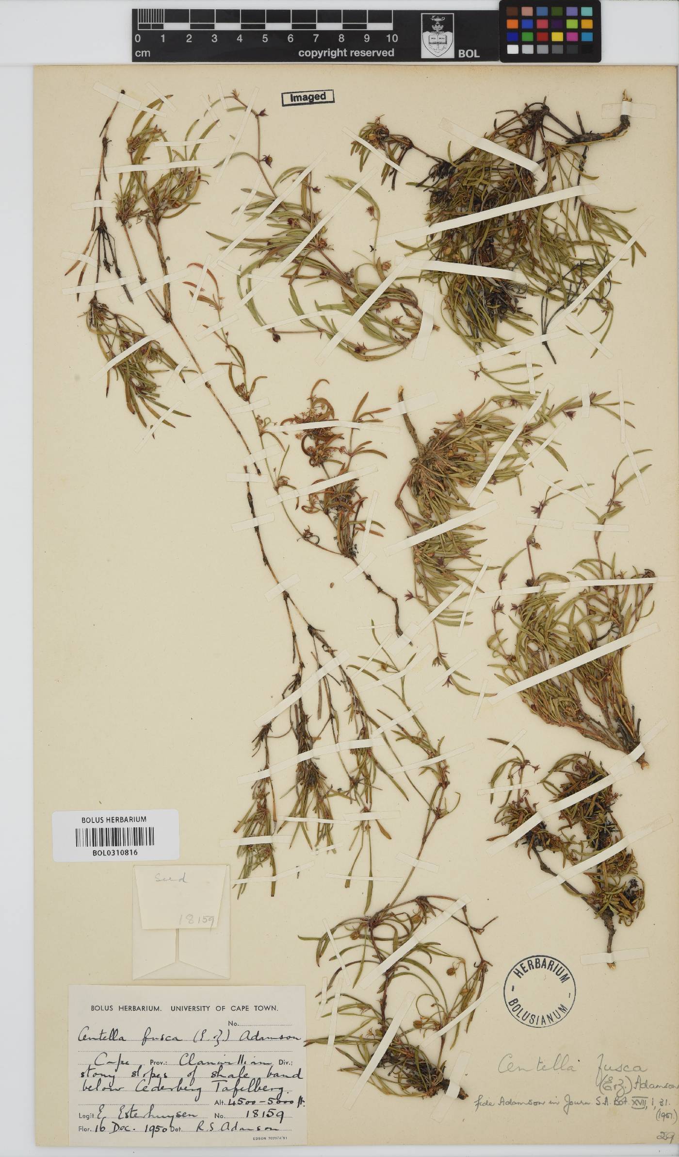 Centella fusca image