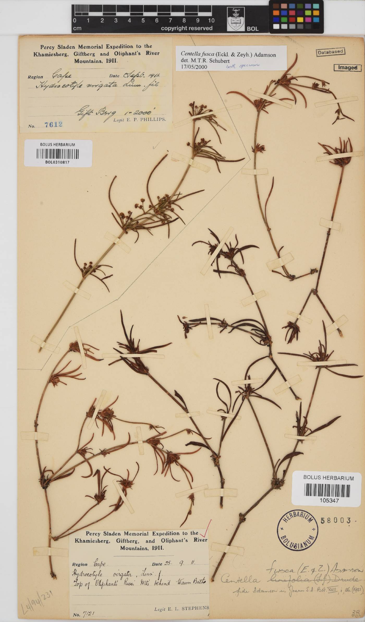 Centella fusca image