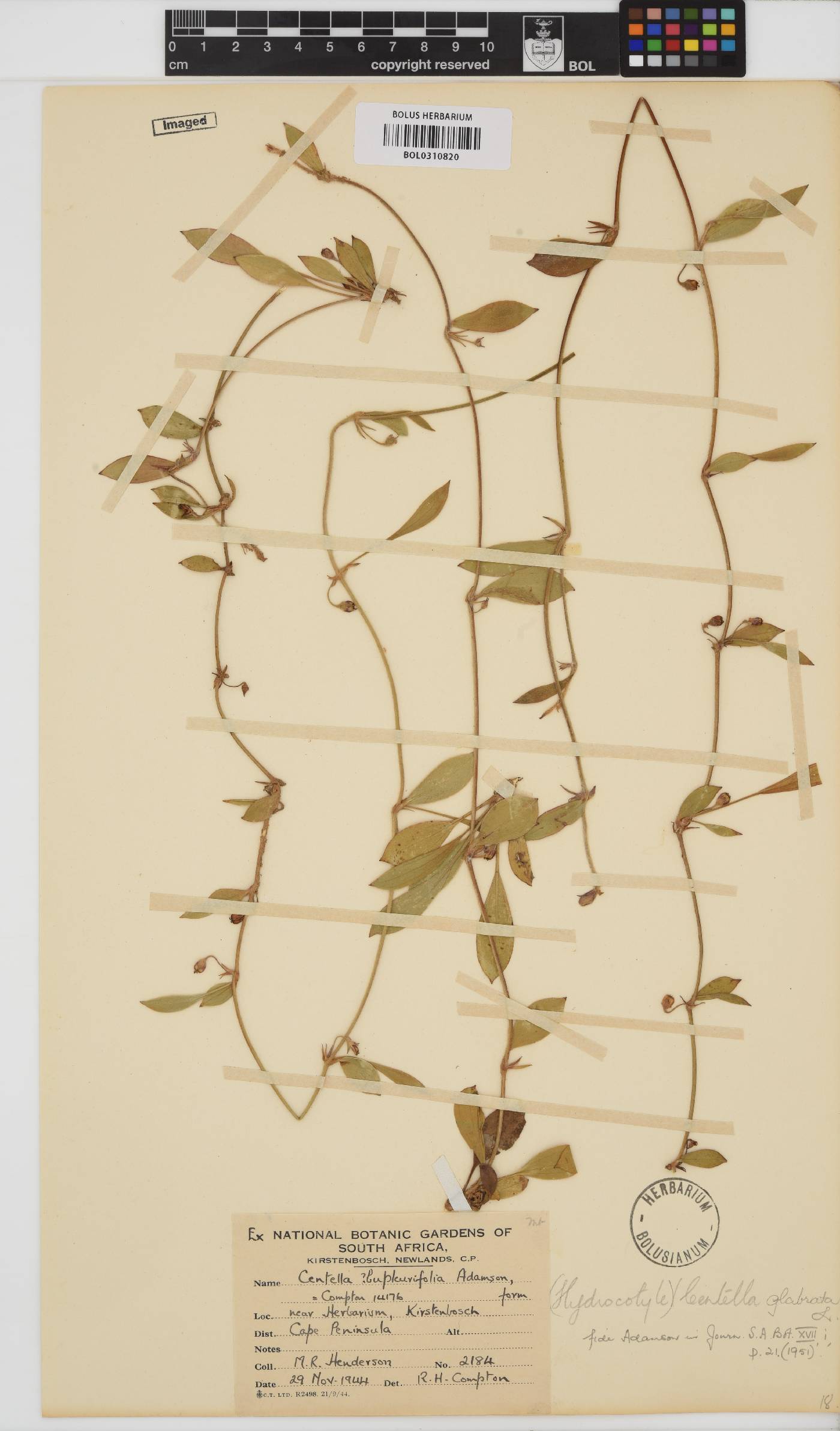 Centella glabrata image