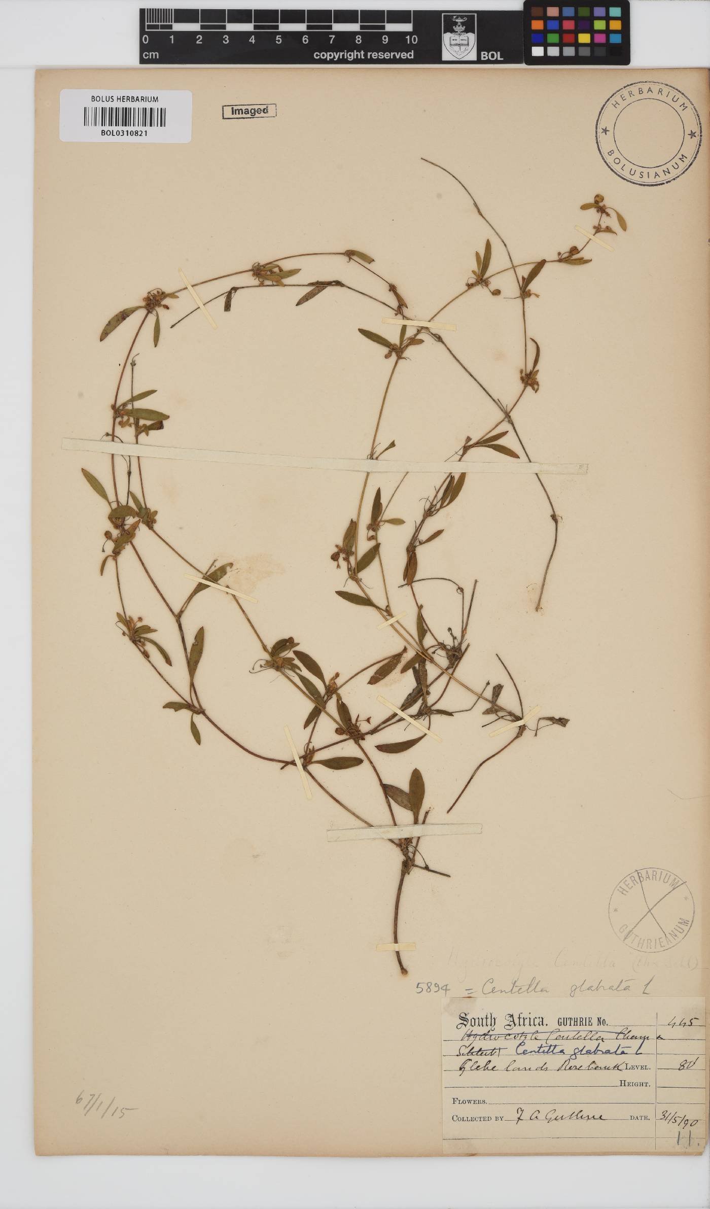 Centella glabrata image