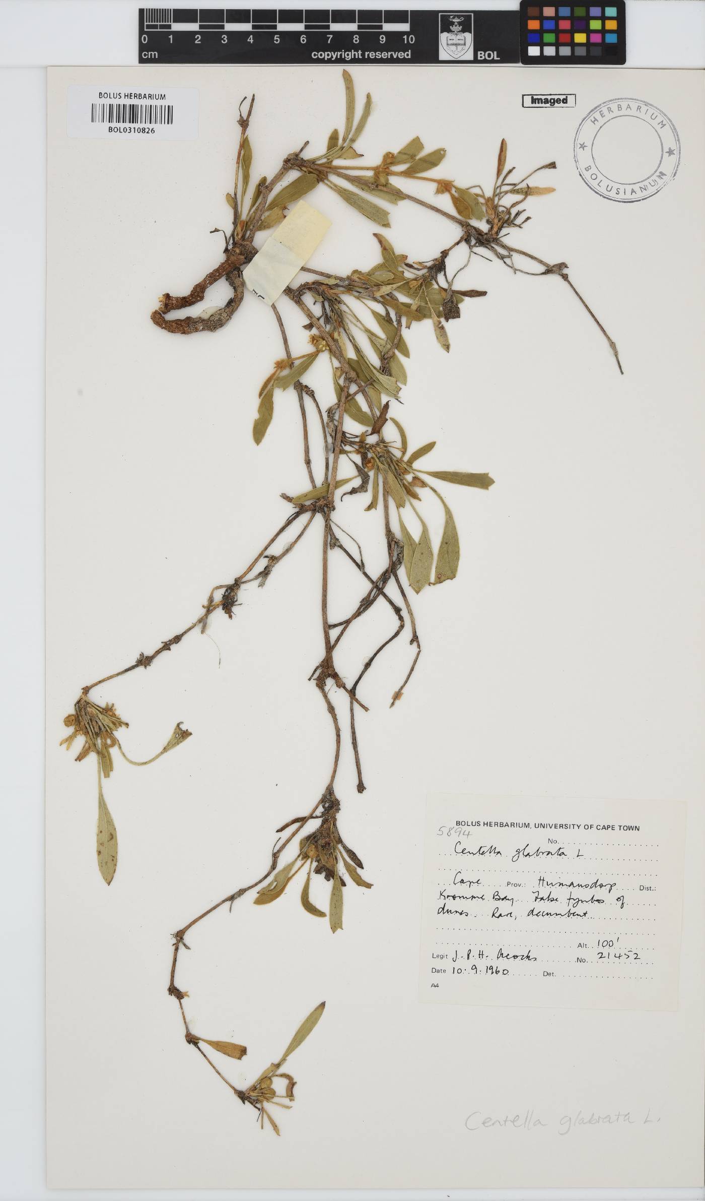 Centella glabrata image