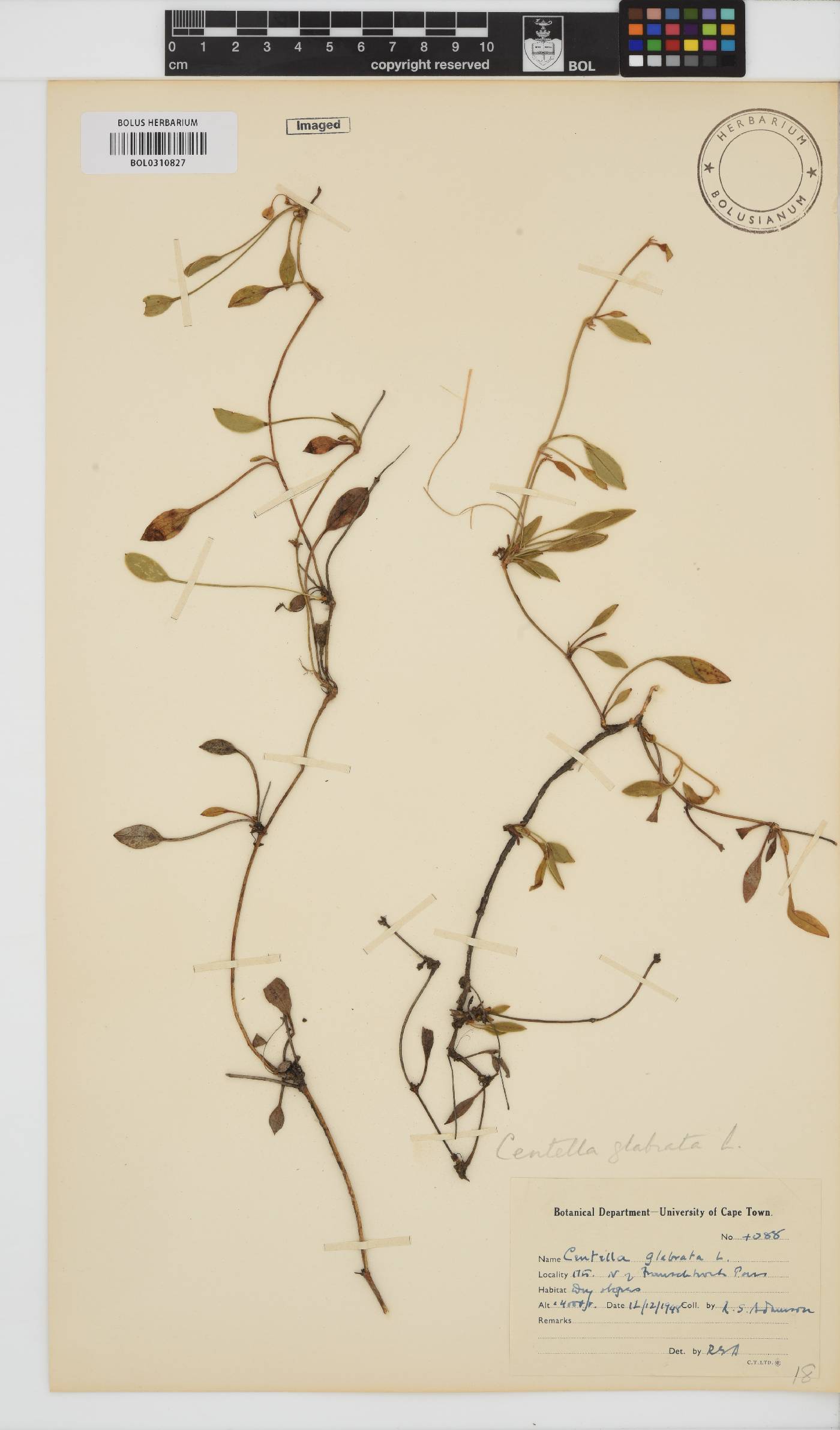 Centella glabrata image