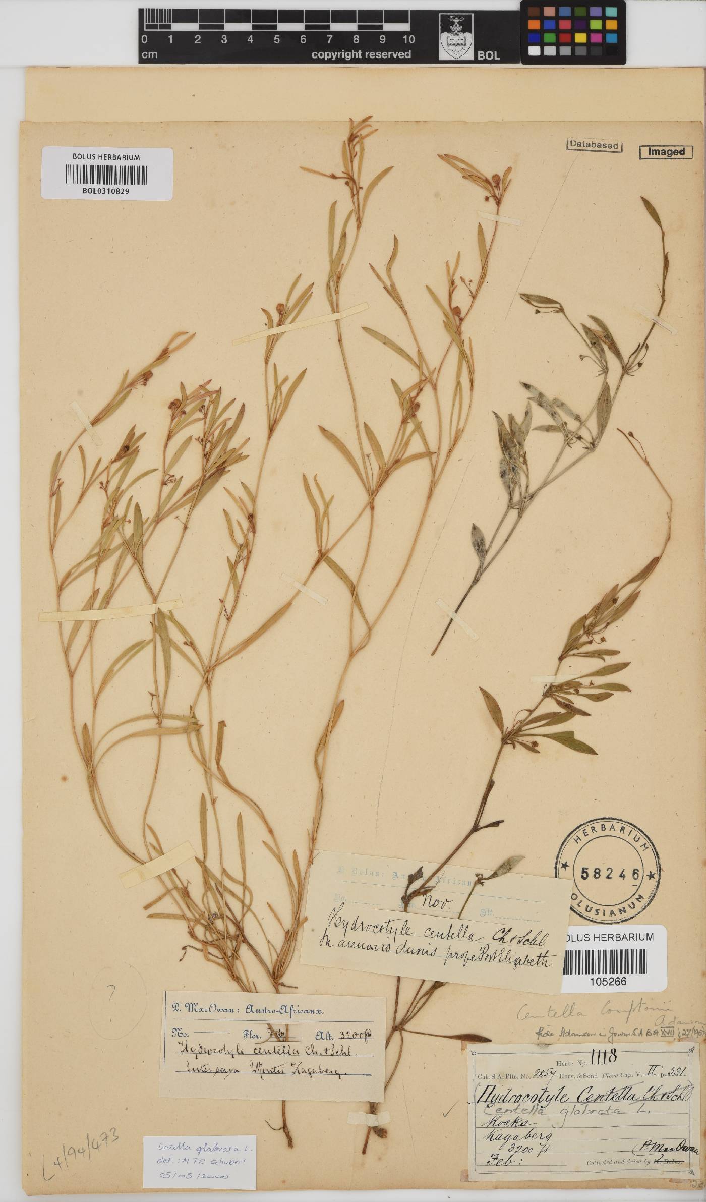 Centella glabrata image