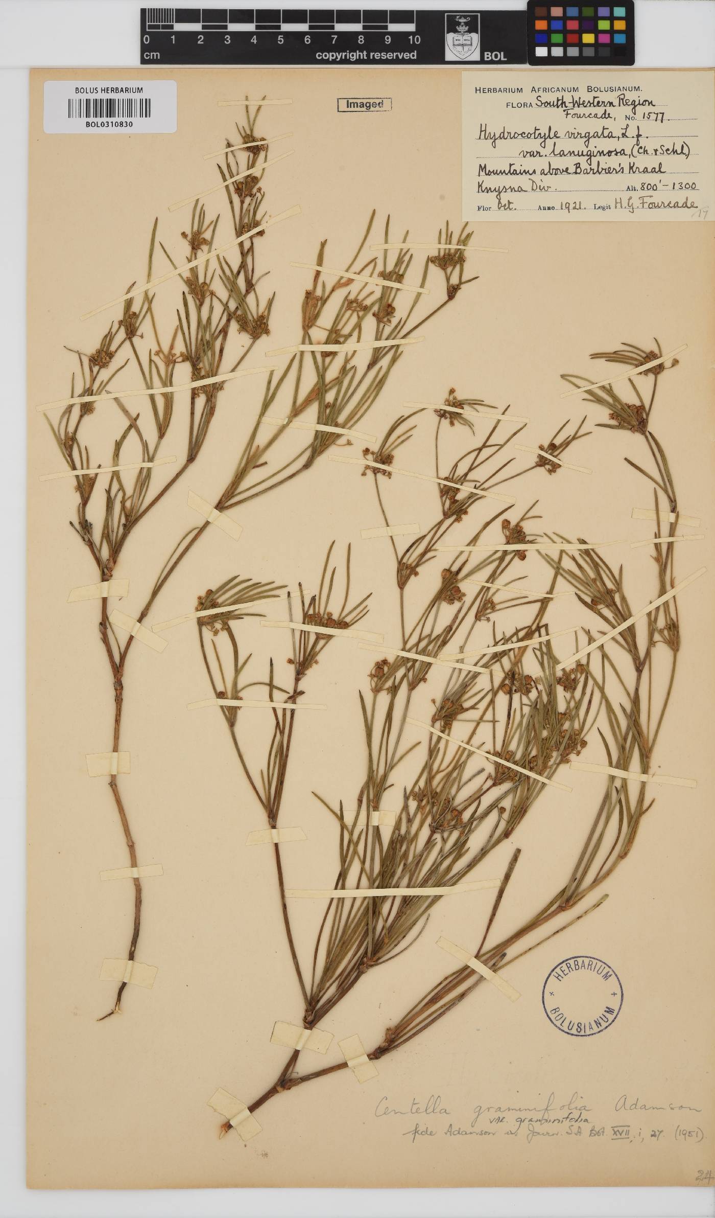 Centella graminifolia image