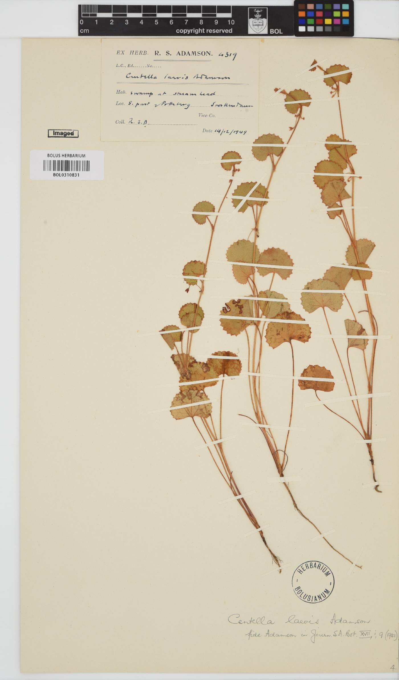 Centella laevis image