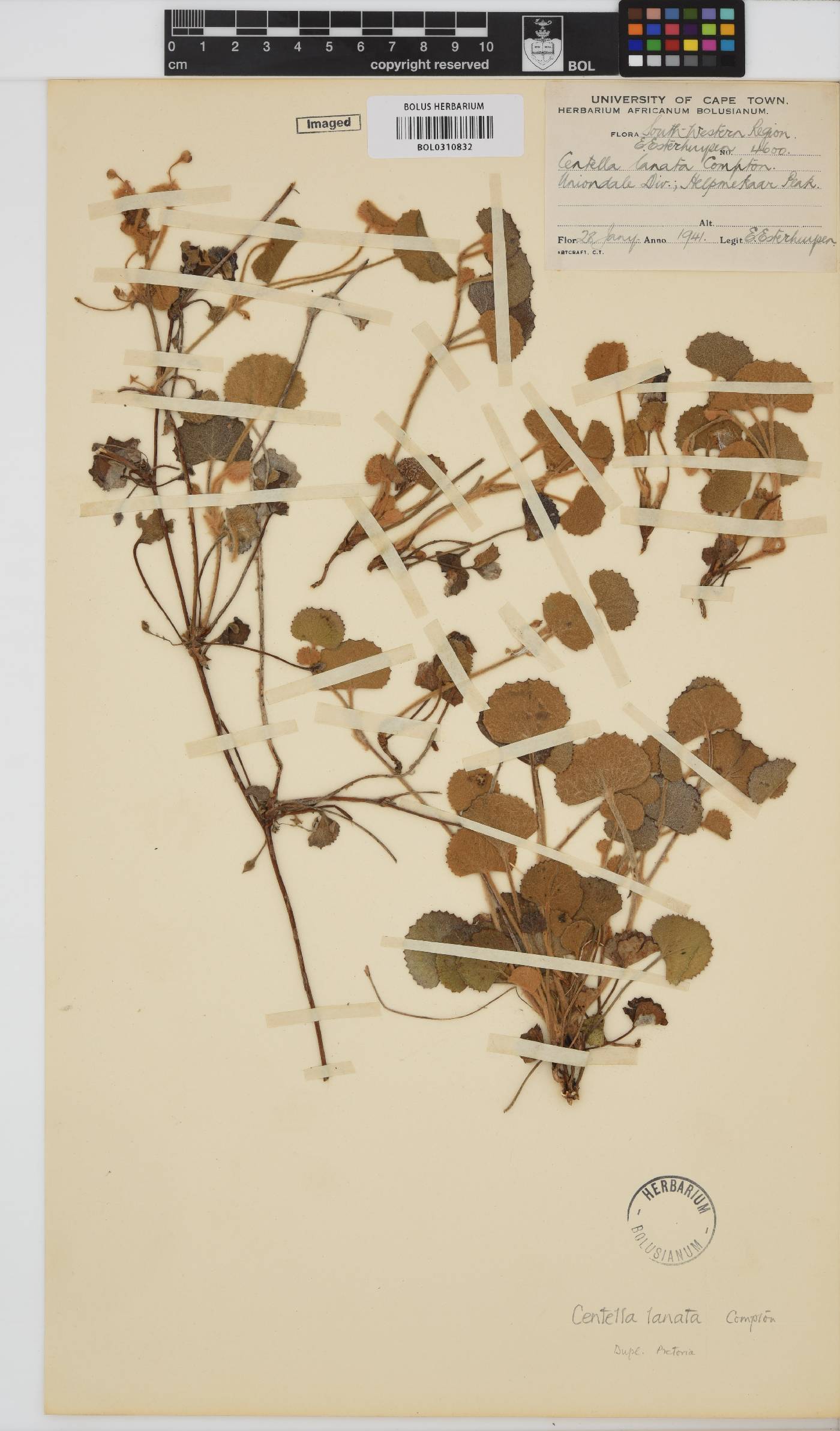 Centella lanata image