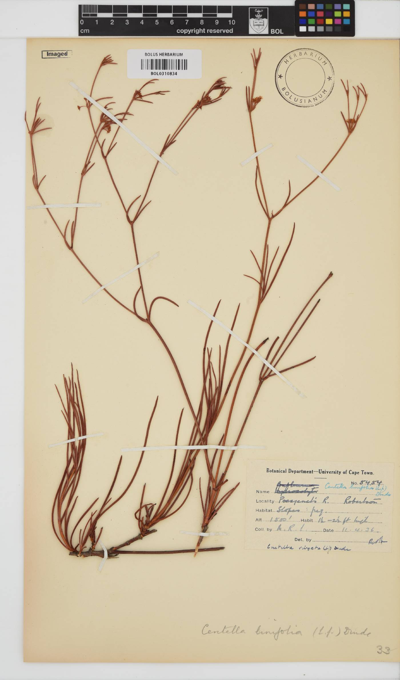 Centella linifolia image